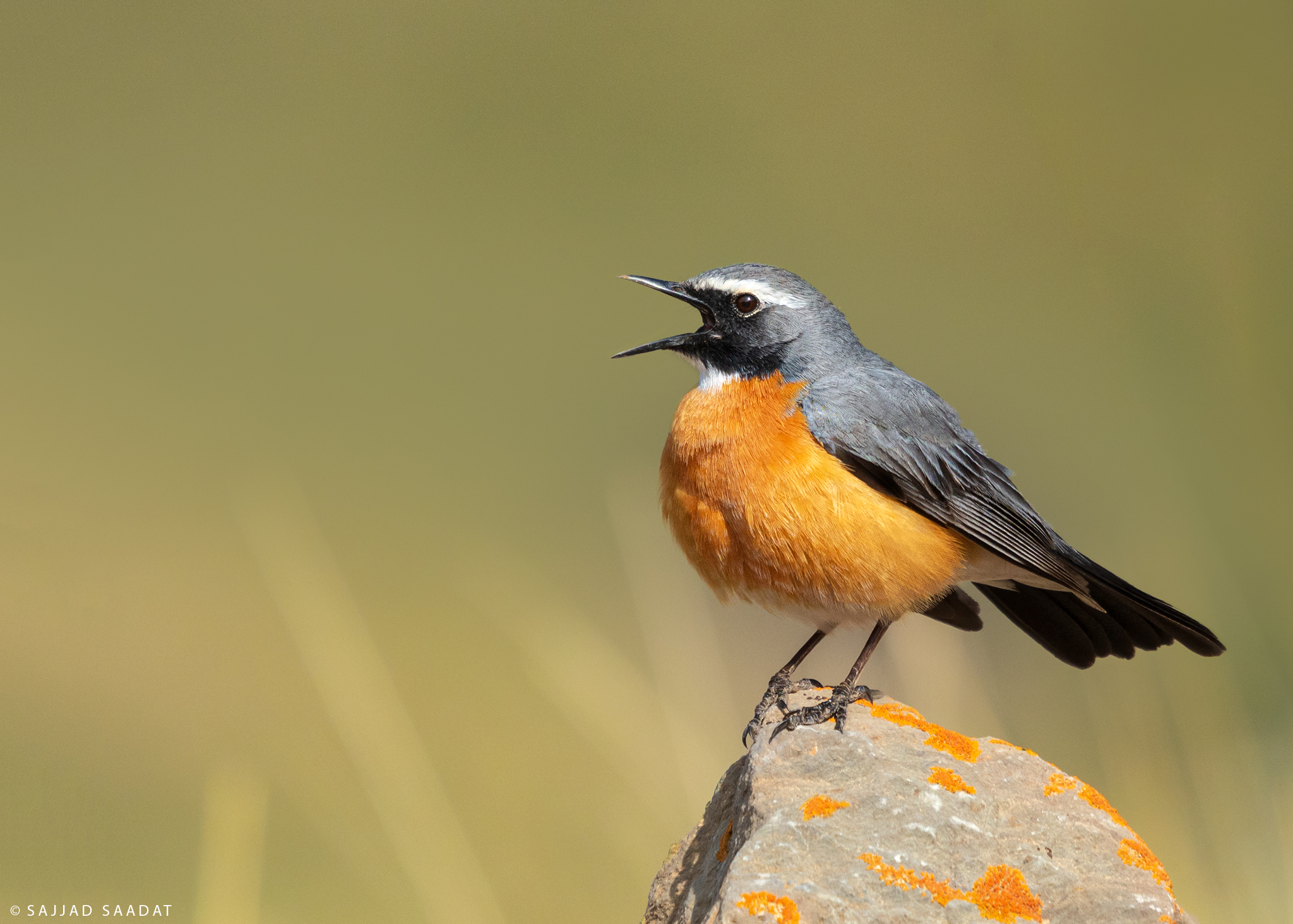 White-throated robin