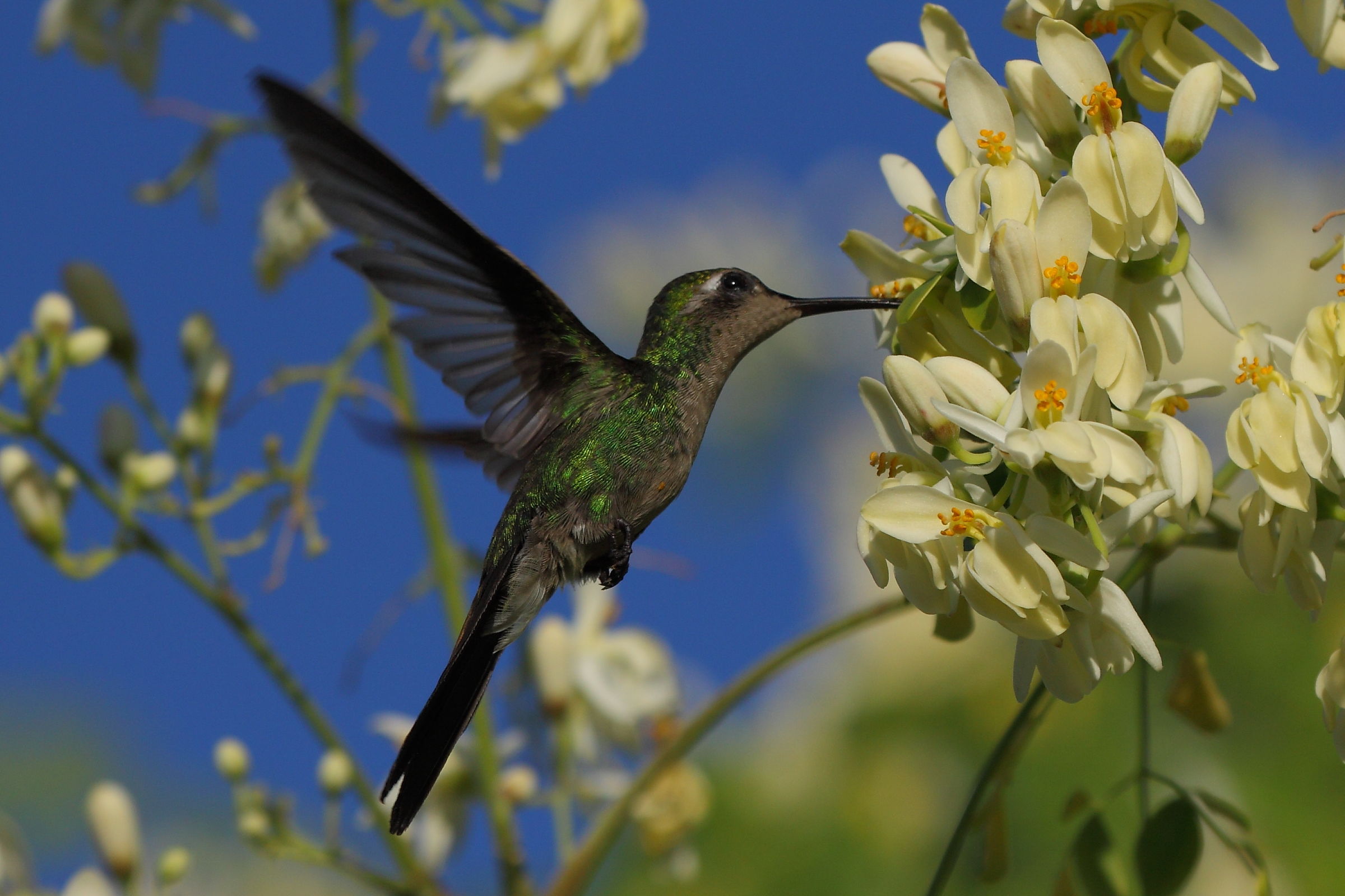 Emerald hummingbird of Cuba