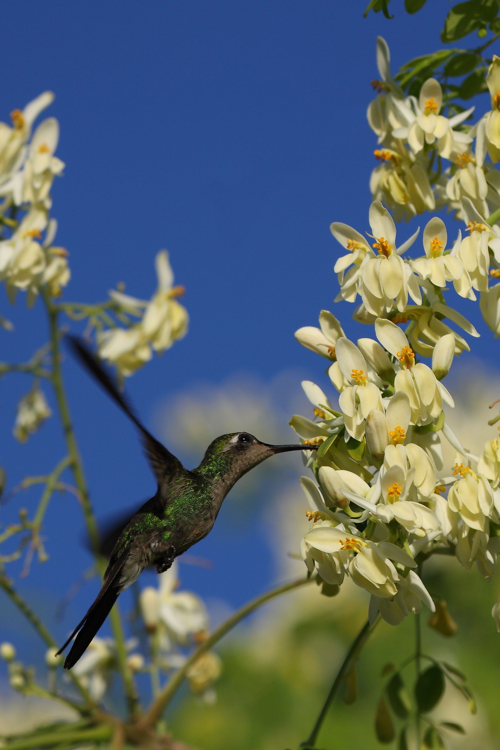 Colibrì smeraldo di Cuba