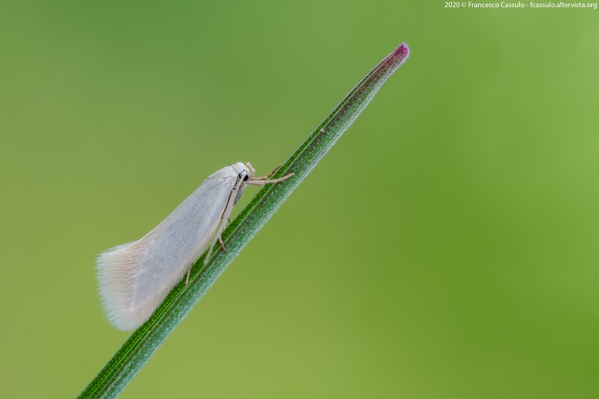 Silver Elachista (Clerck, 1759)