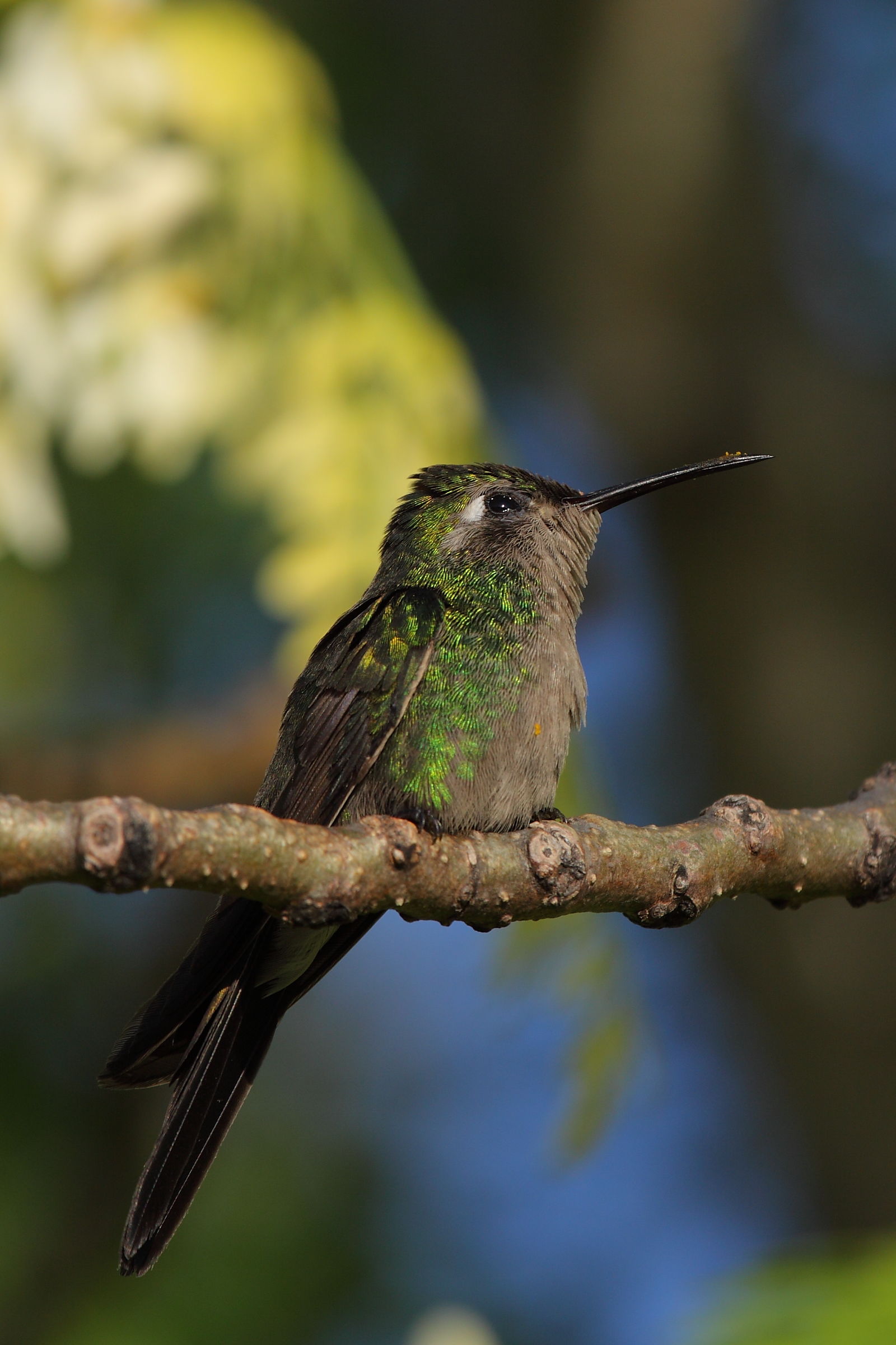Colibrì smeraldo di Cuba