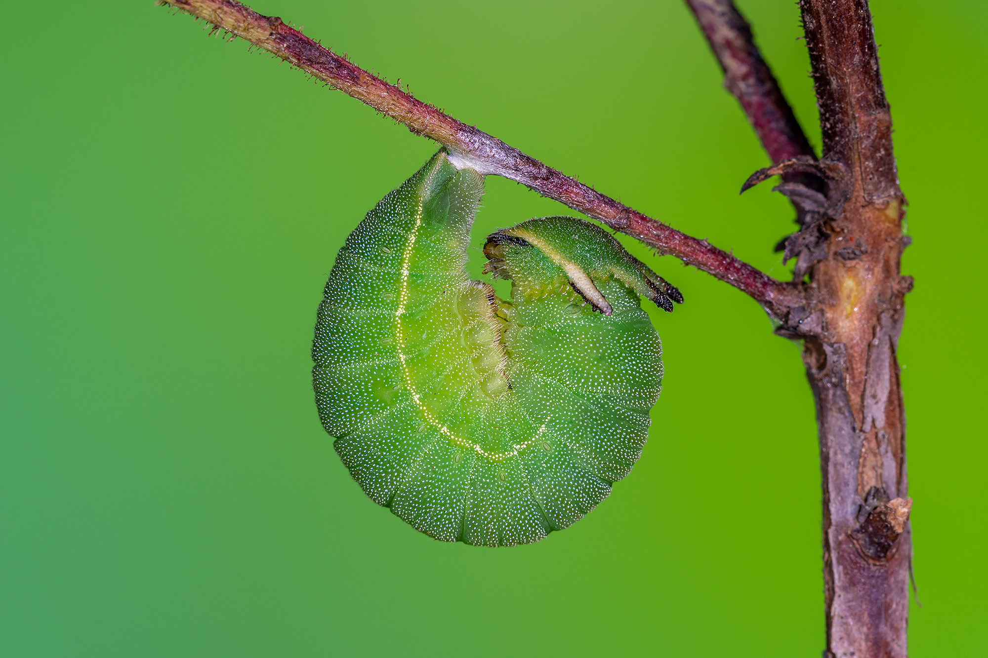 Io mi sto preparando... Bruco del corbezzolo.