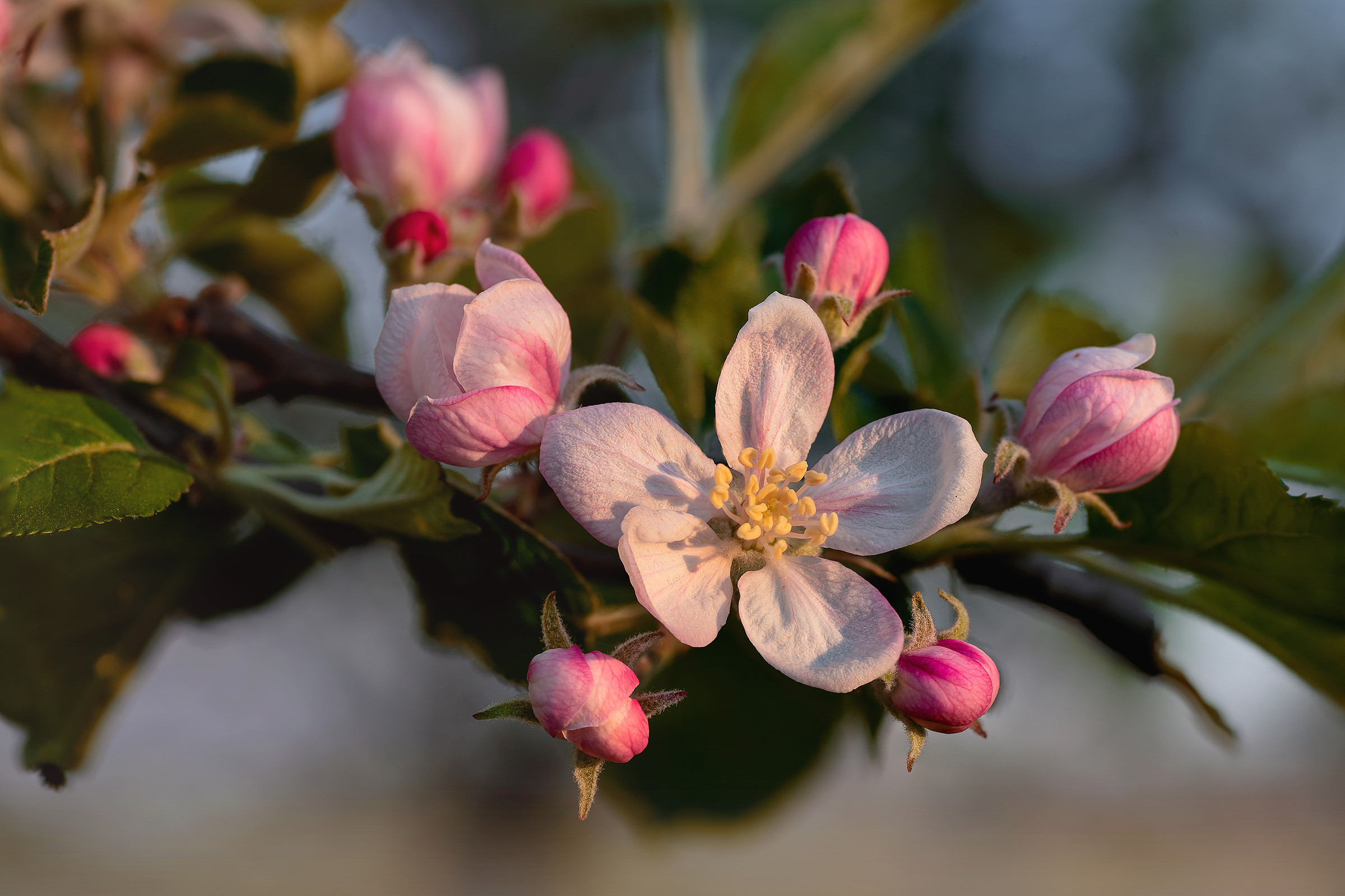 Apple blossom