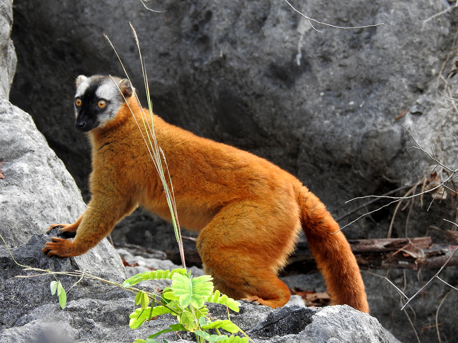 16-07-2019 Lemurs of Madagacascar 1
