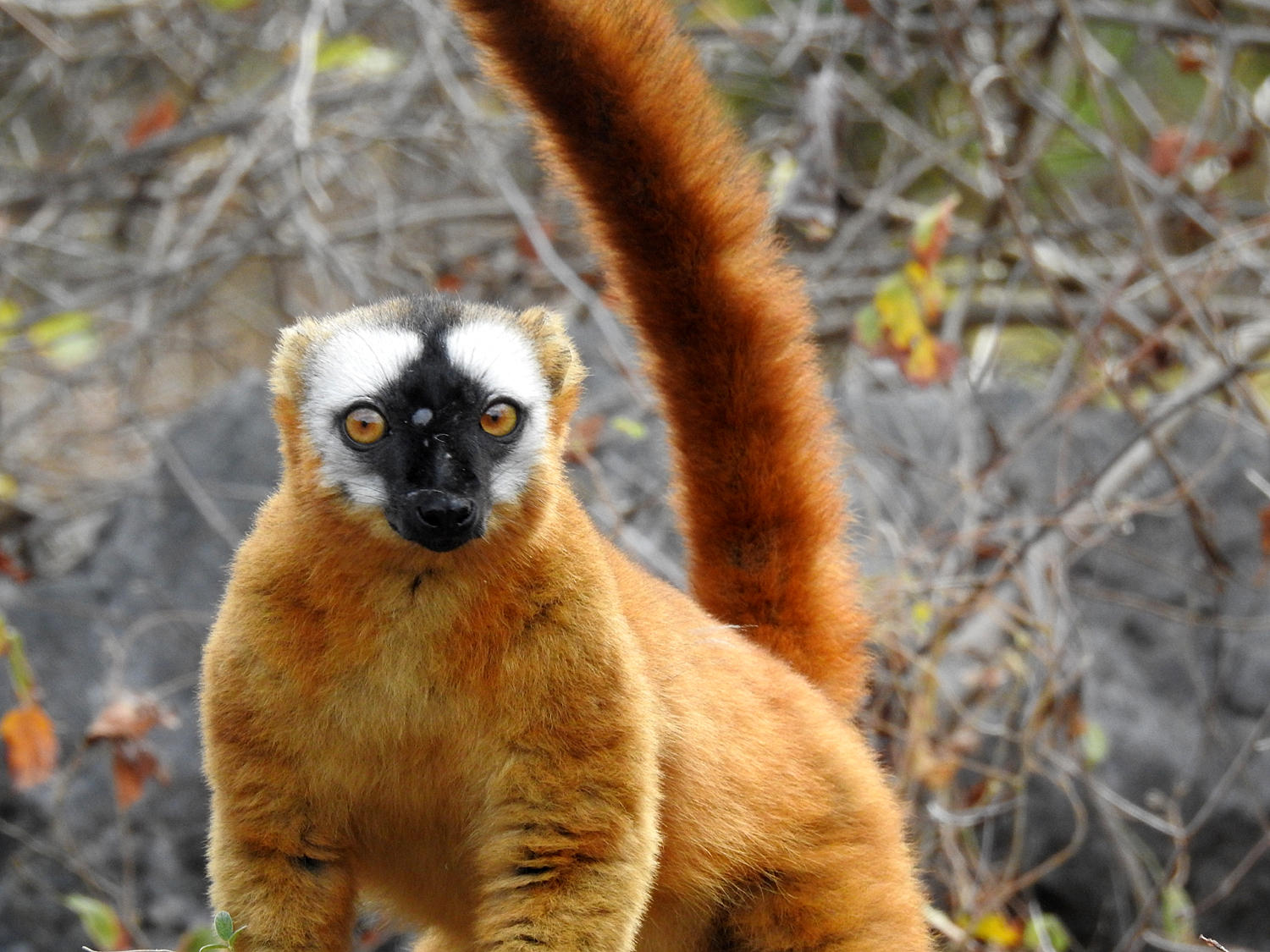 16-07-2019 Lemurs of Madagacascar 2