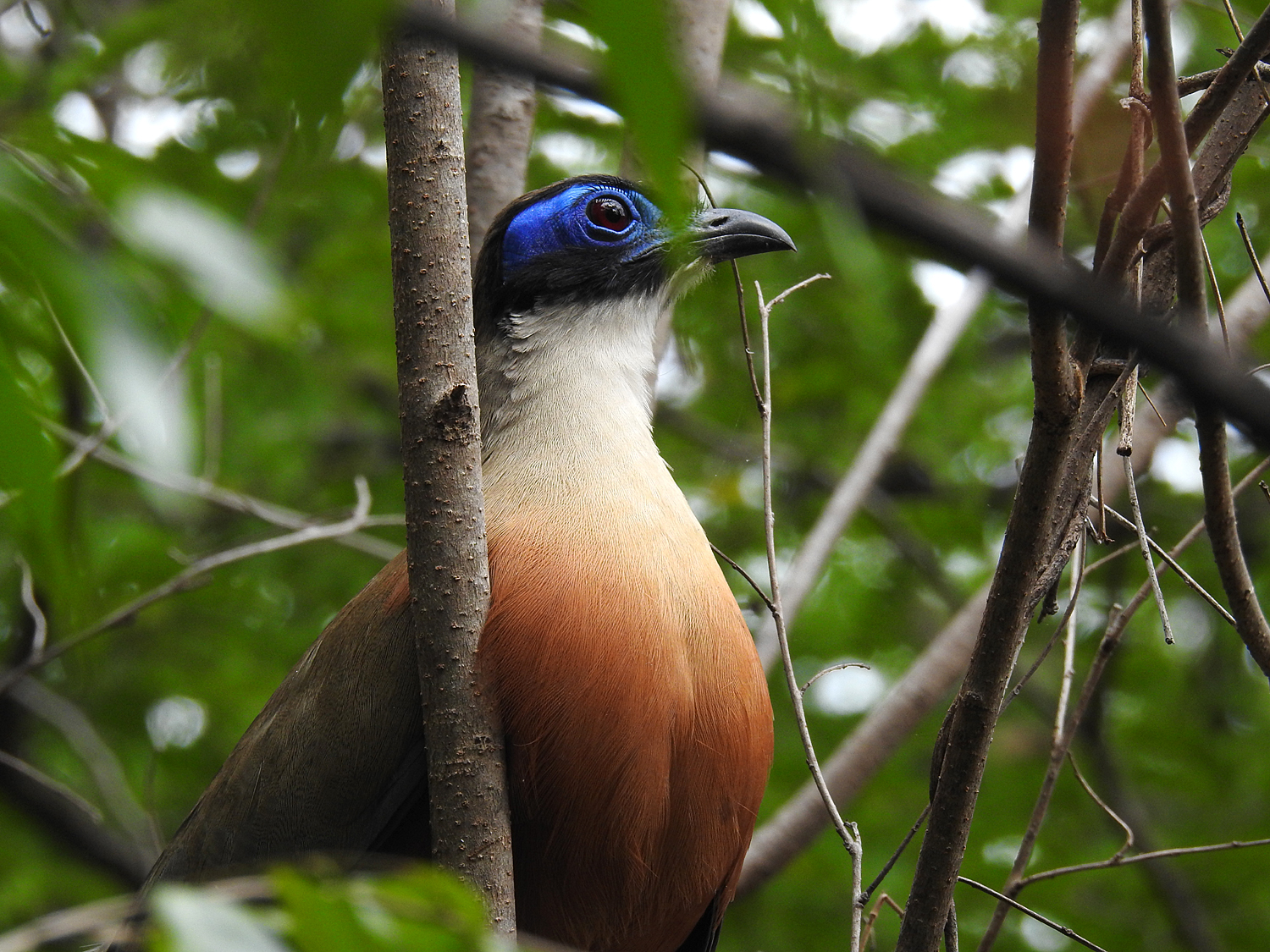 16-07-2019 Giant coua, Madagascar