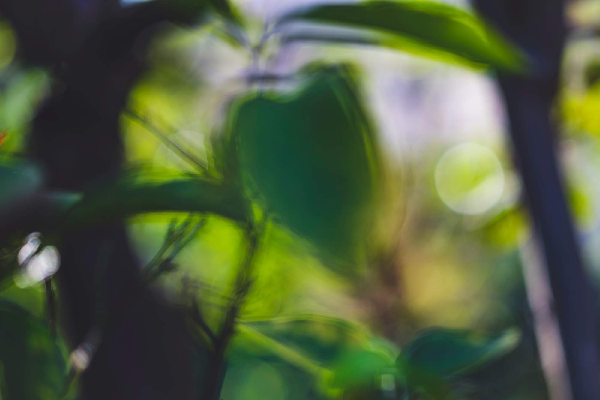 La natura piace giocare con lo sfuocato..