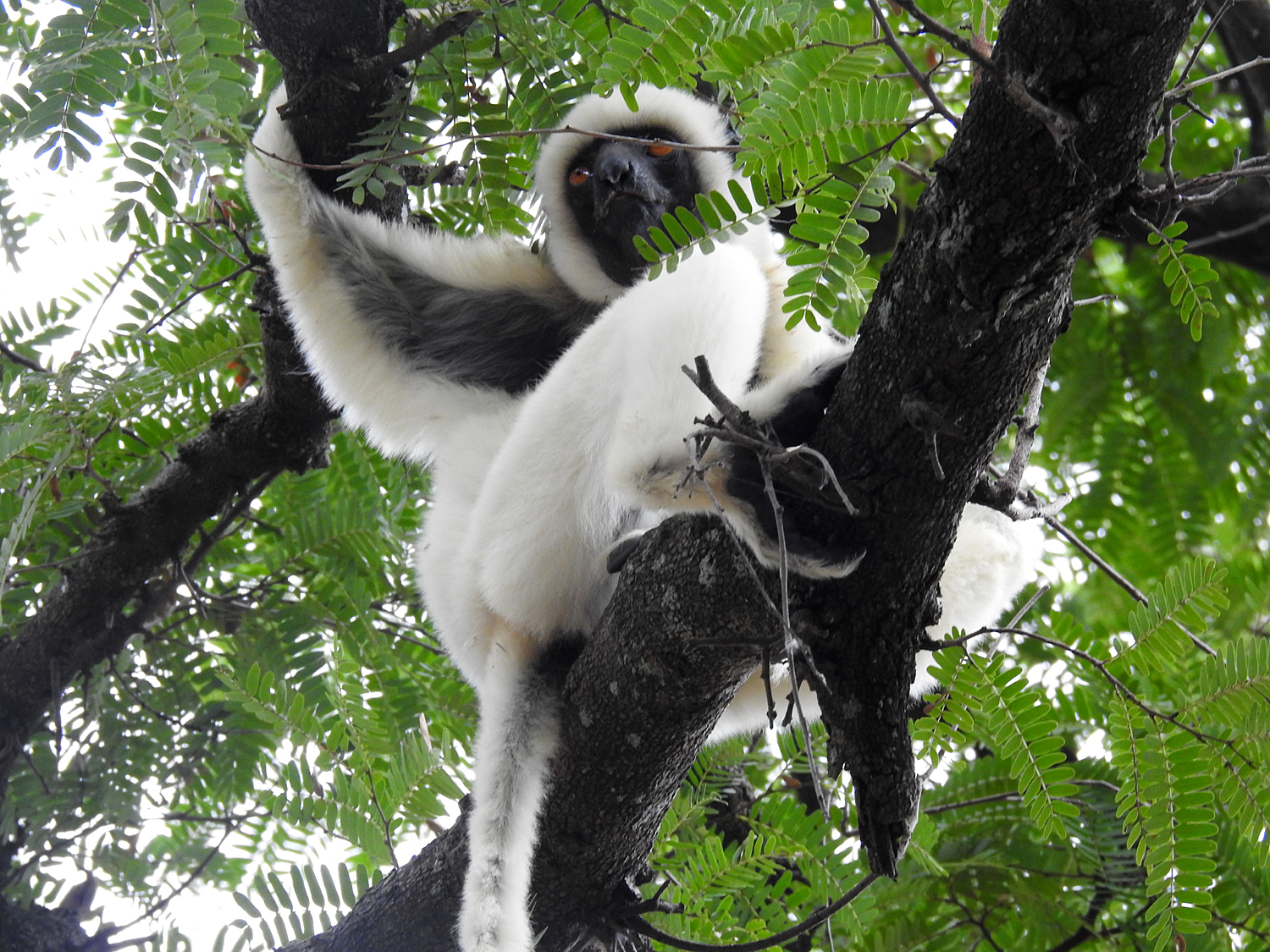 16-07-2019 Lemur of Madagadscar 3