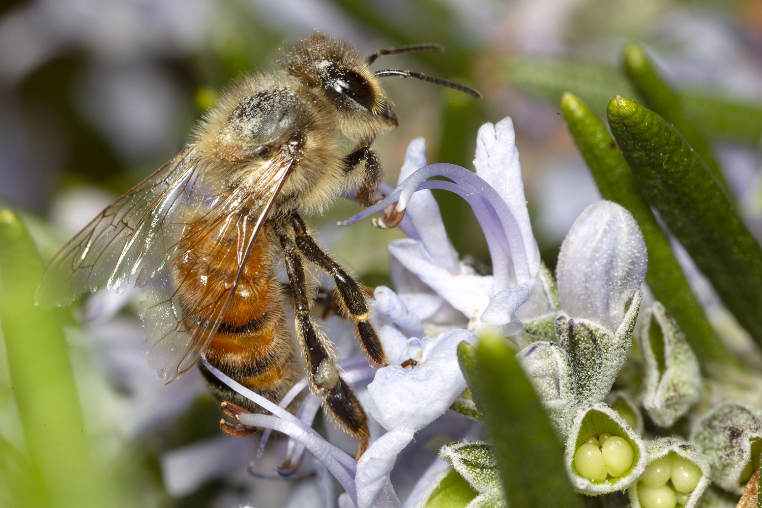 Pronti al decollo ...     ape domestica