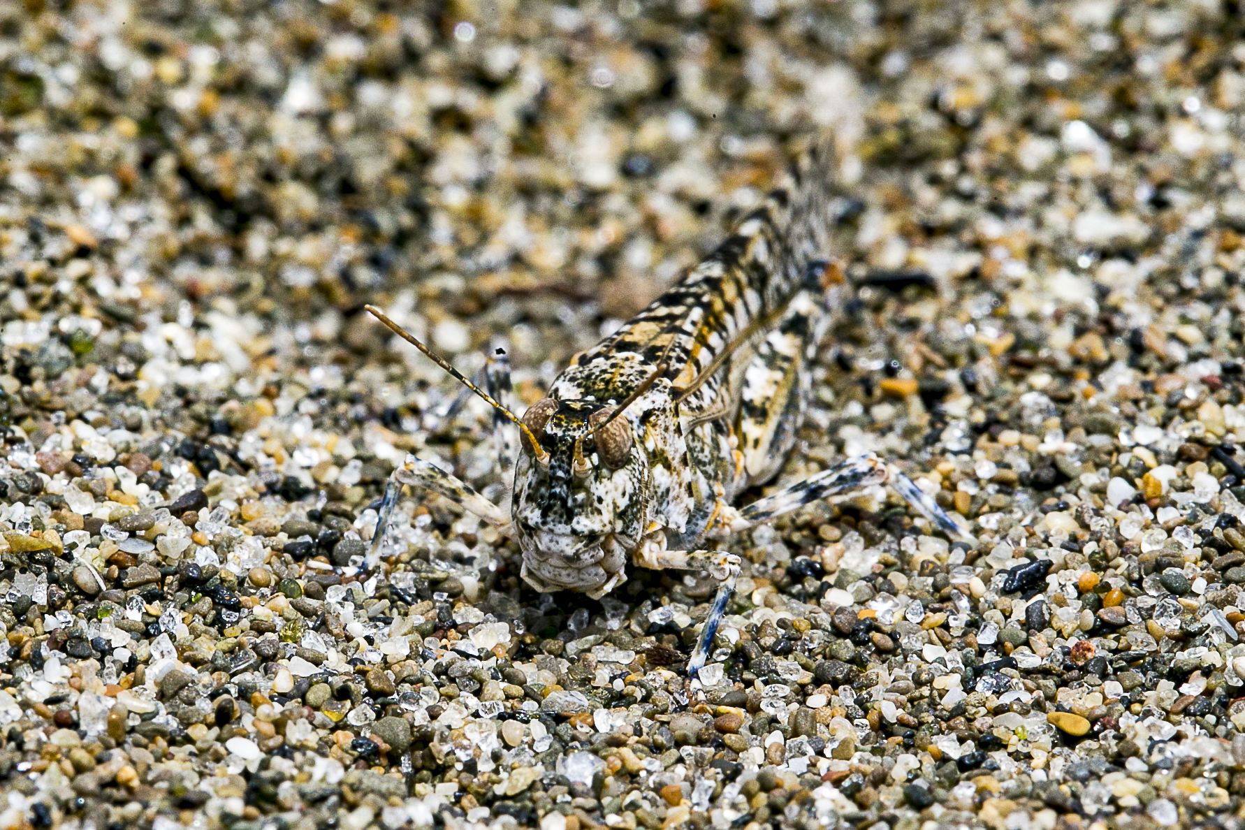 the jokes of Mother Nature.