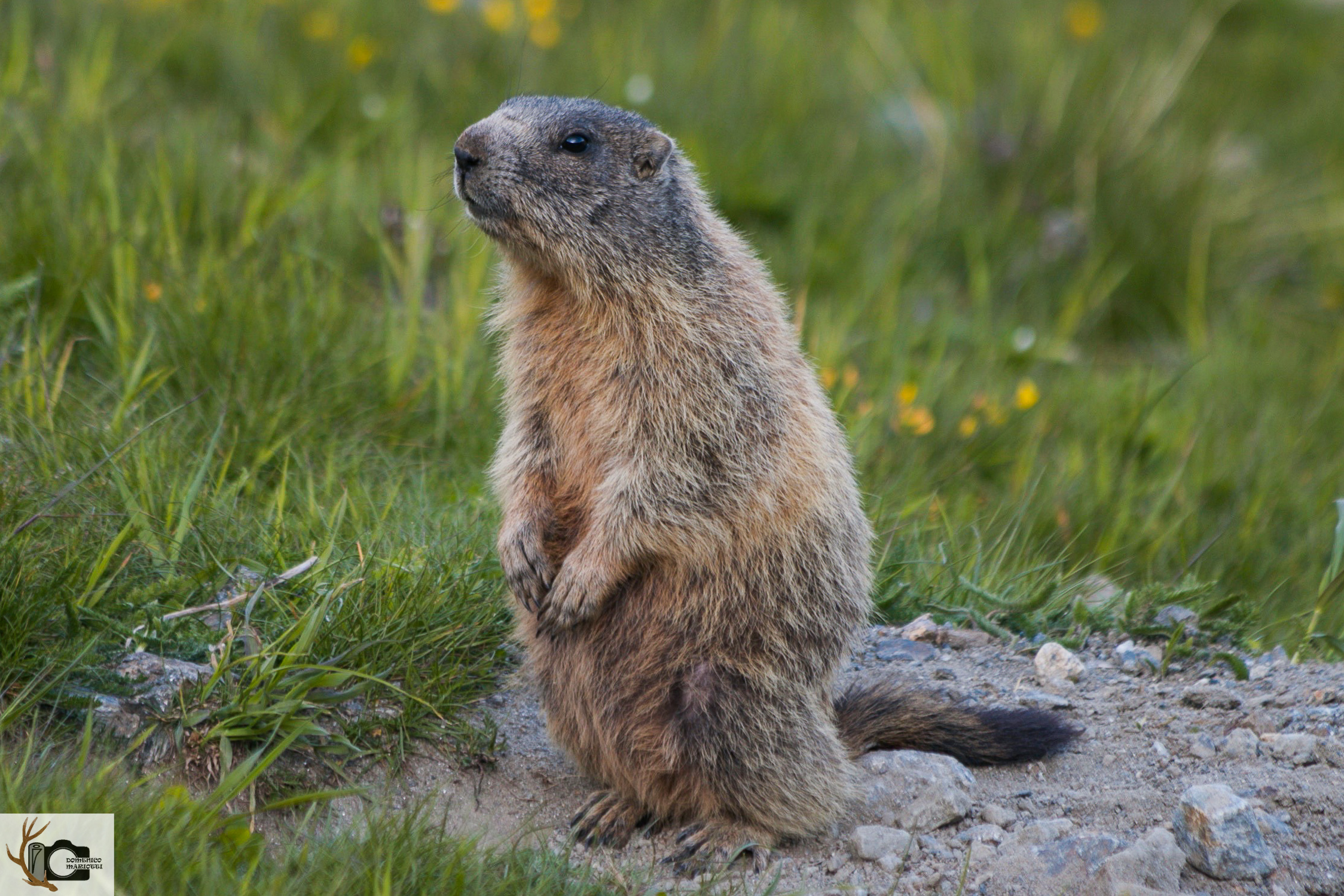 Marmot