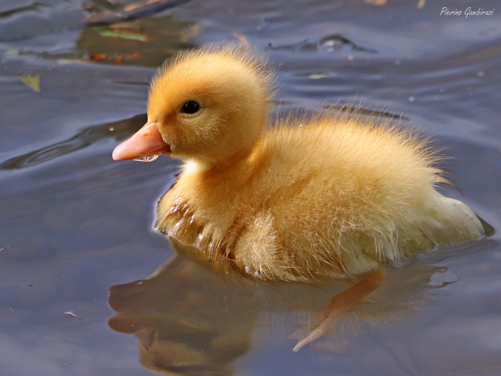 Royal German duckling