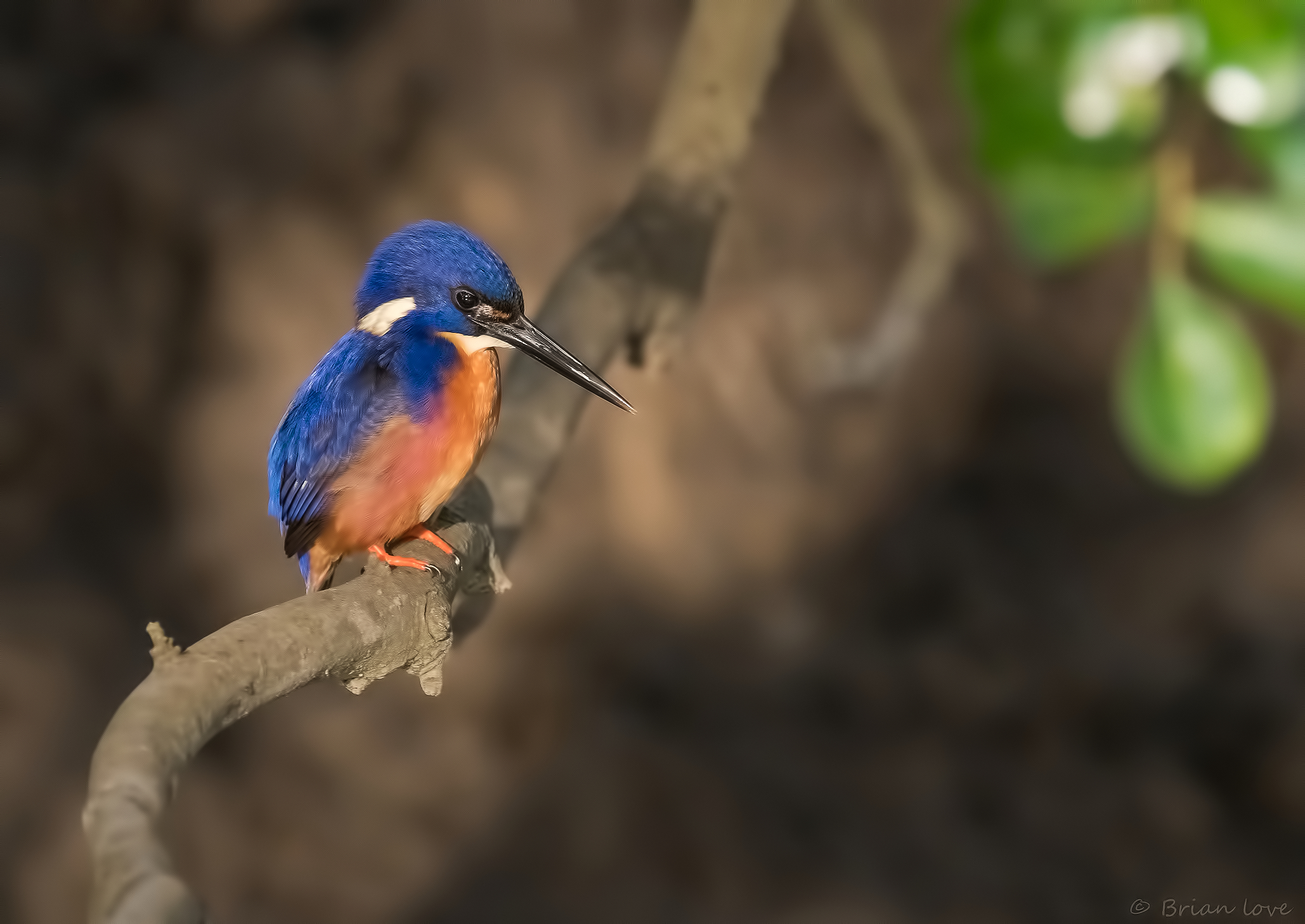 Barbet dal collare nero (Lybius torquatus)