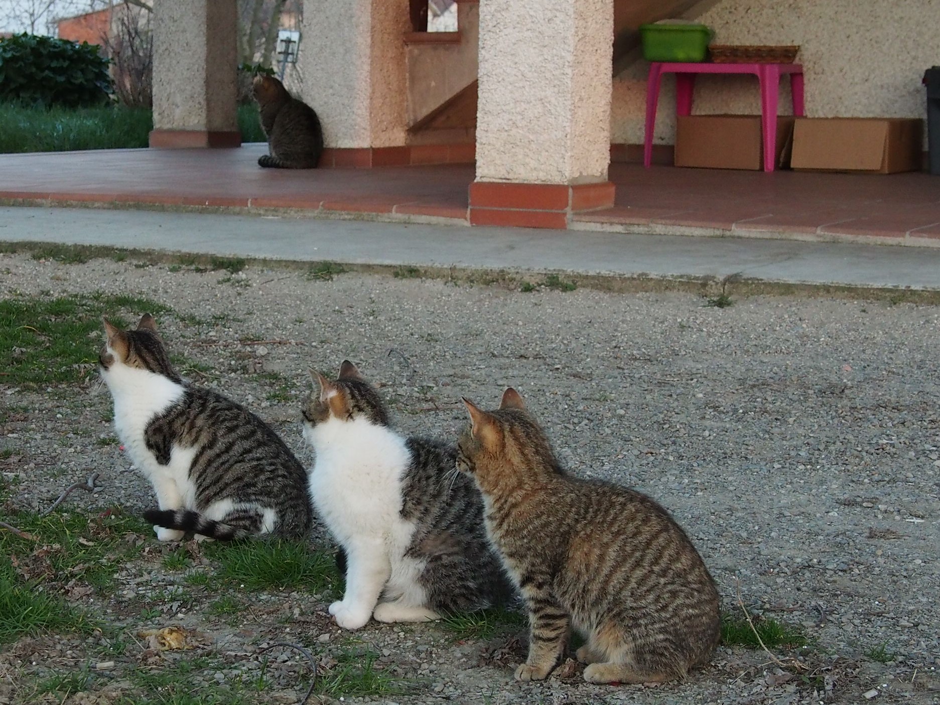 I tre moschettieri e..D'Artagnan