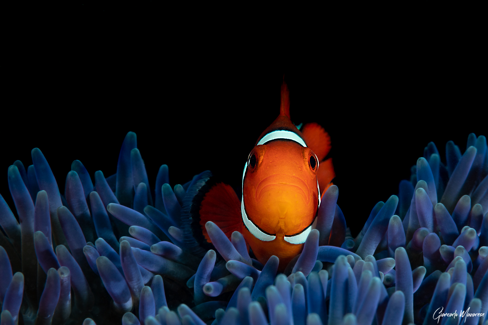 Amphiprion ocellaris