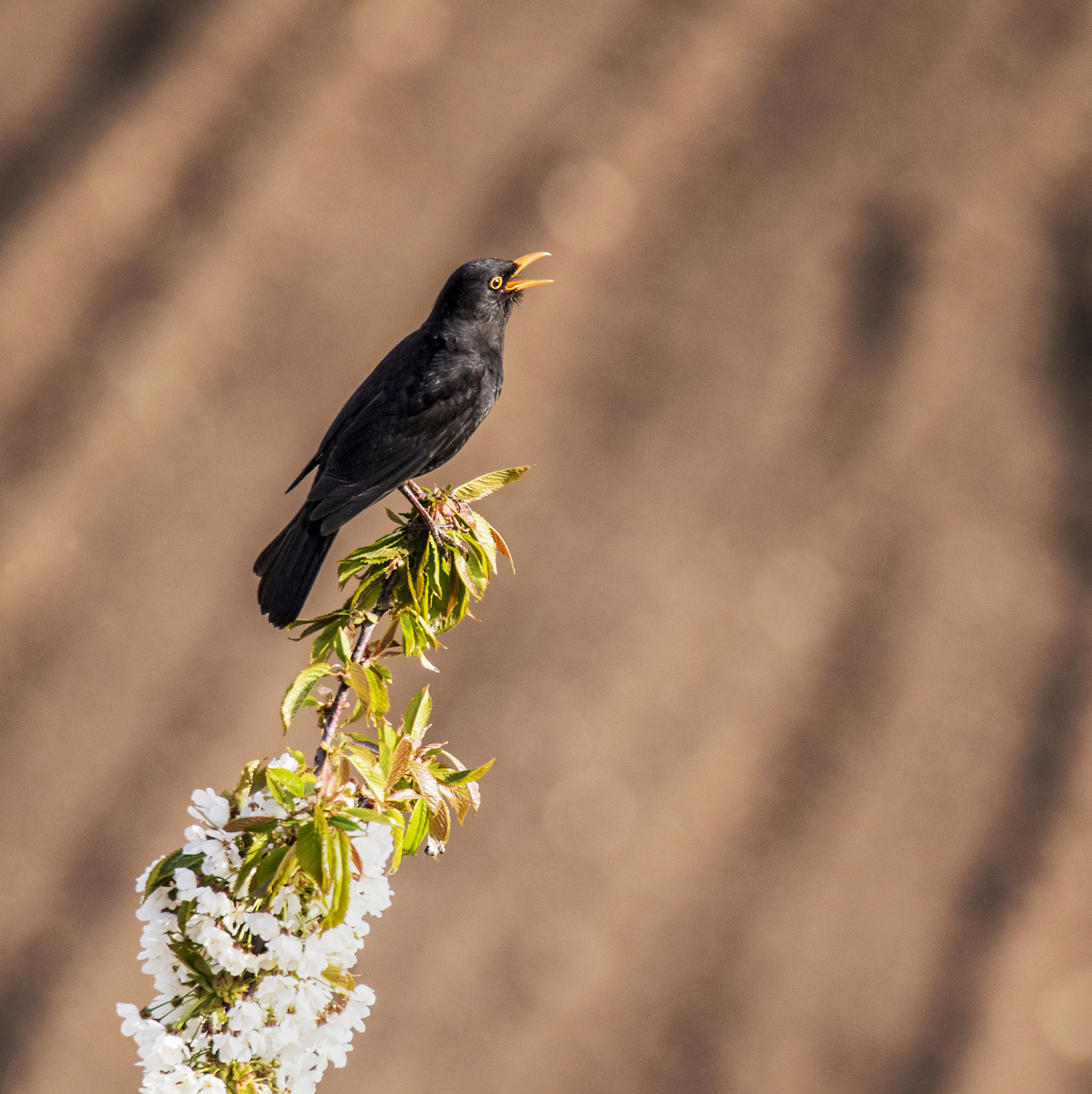 Merlo canterino dal balcone