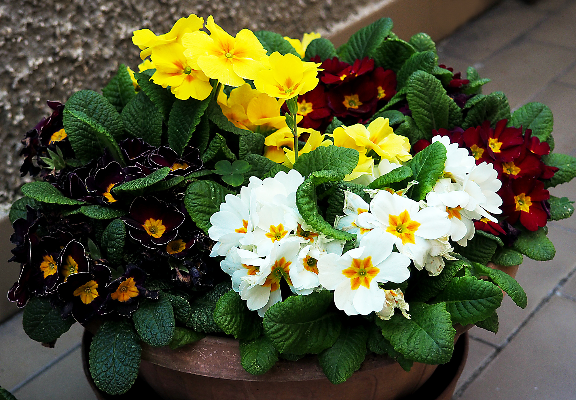 fiori di primavera, speranza di normalità