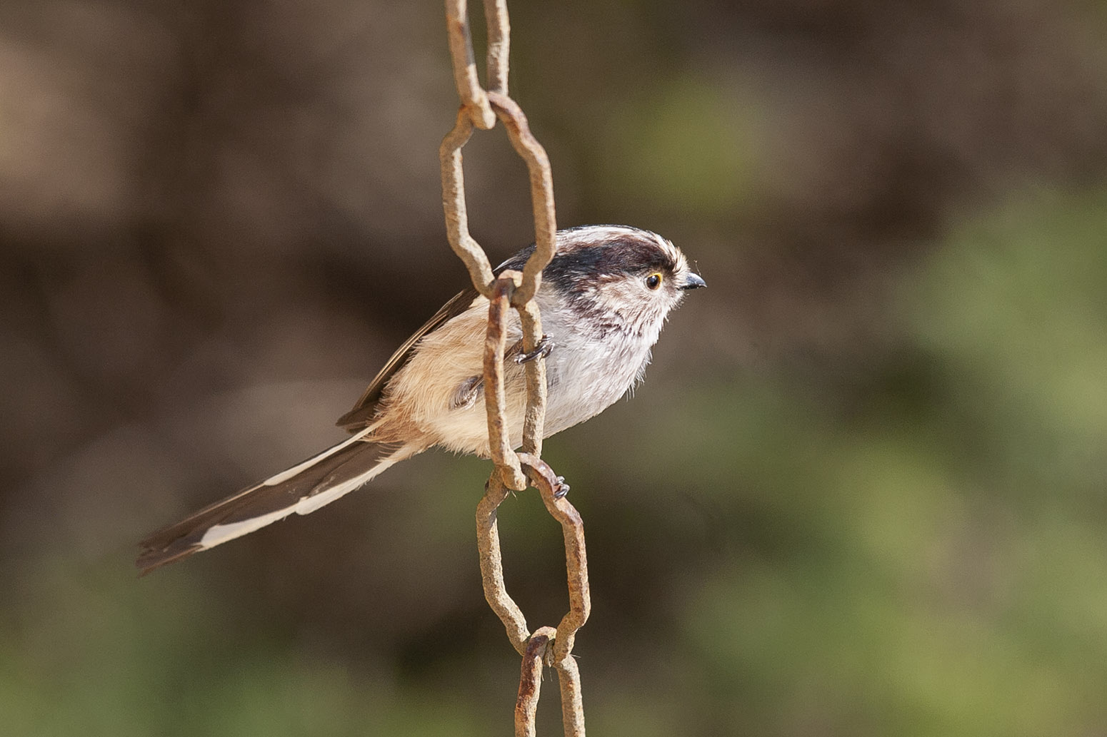 Incatenati a casa ... ma visitati da un Codibugnolo