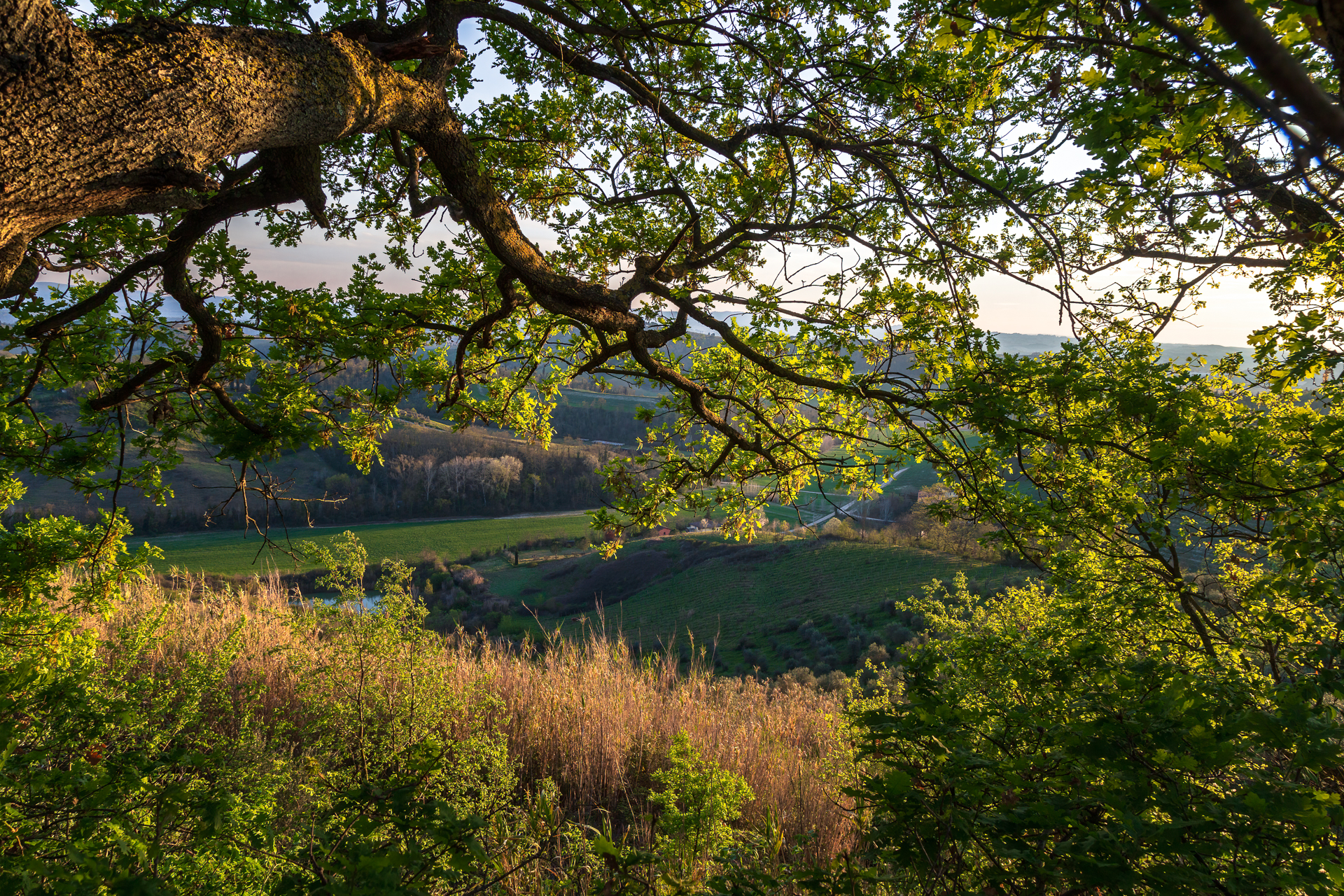 Avvolto dall'albero