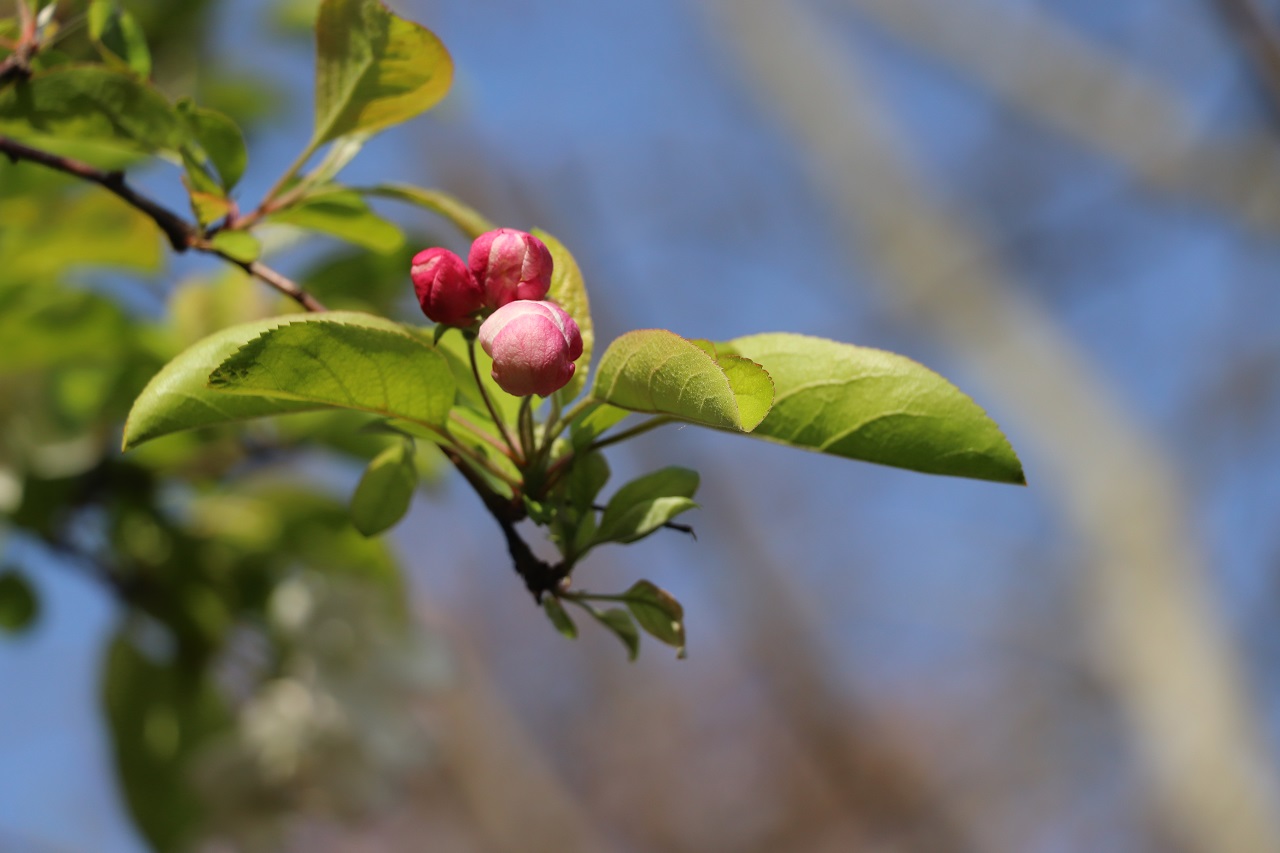 THE COLORS OF SPRING