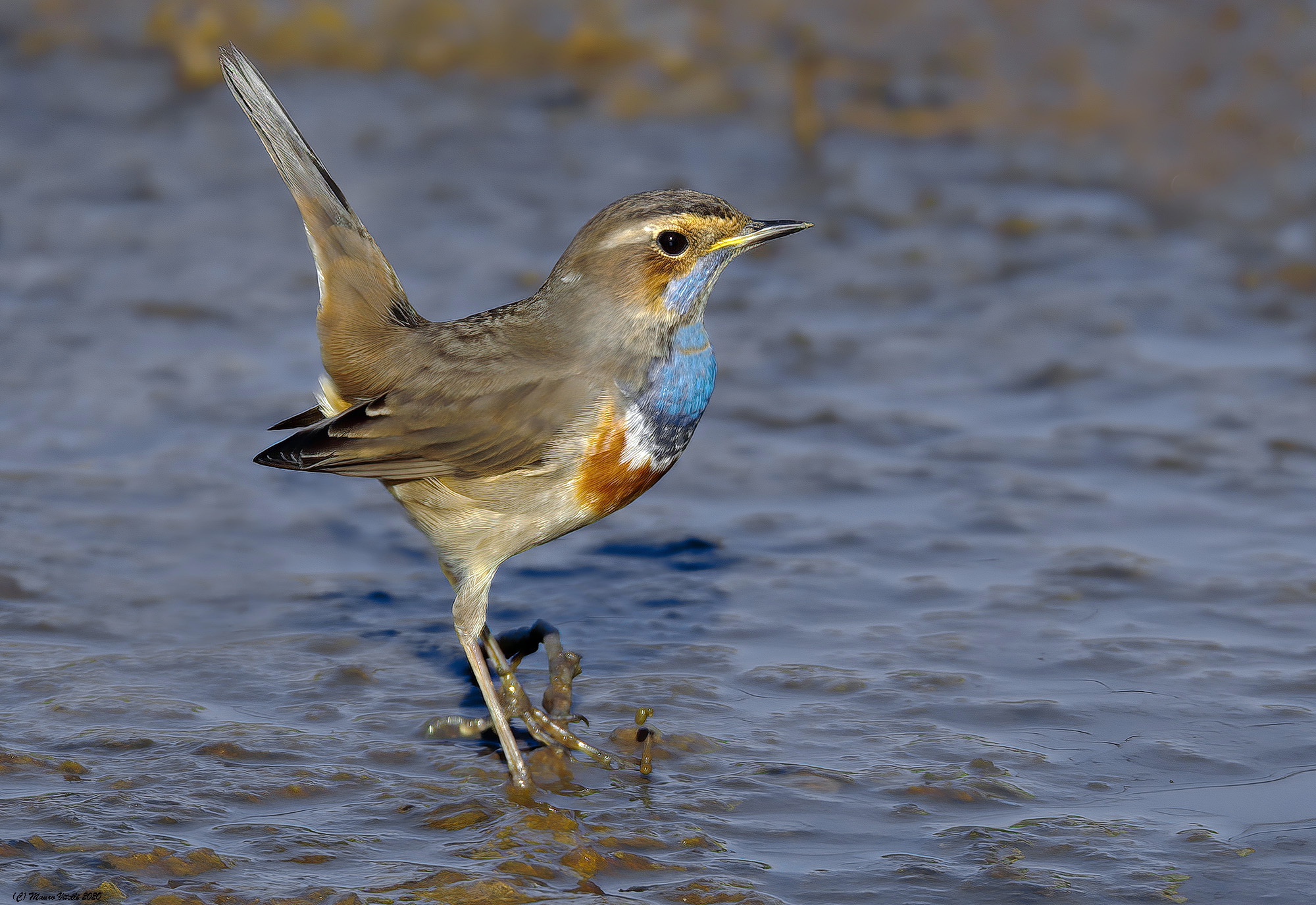 Pettazzurro (Luscinia Svecica)