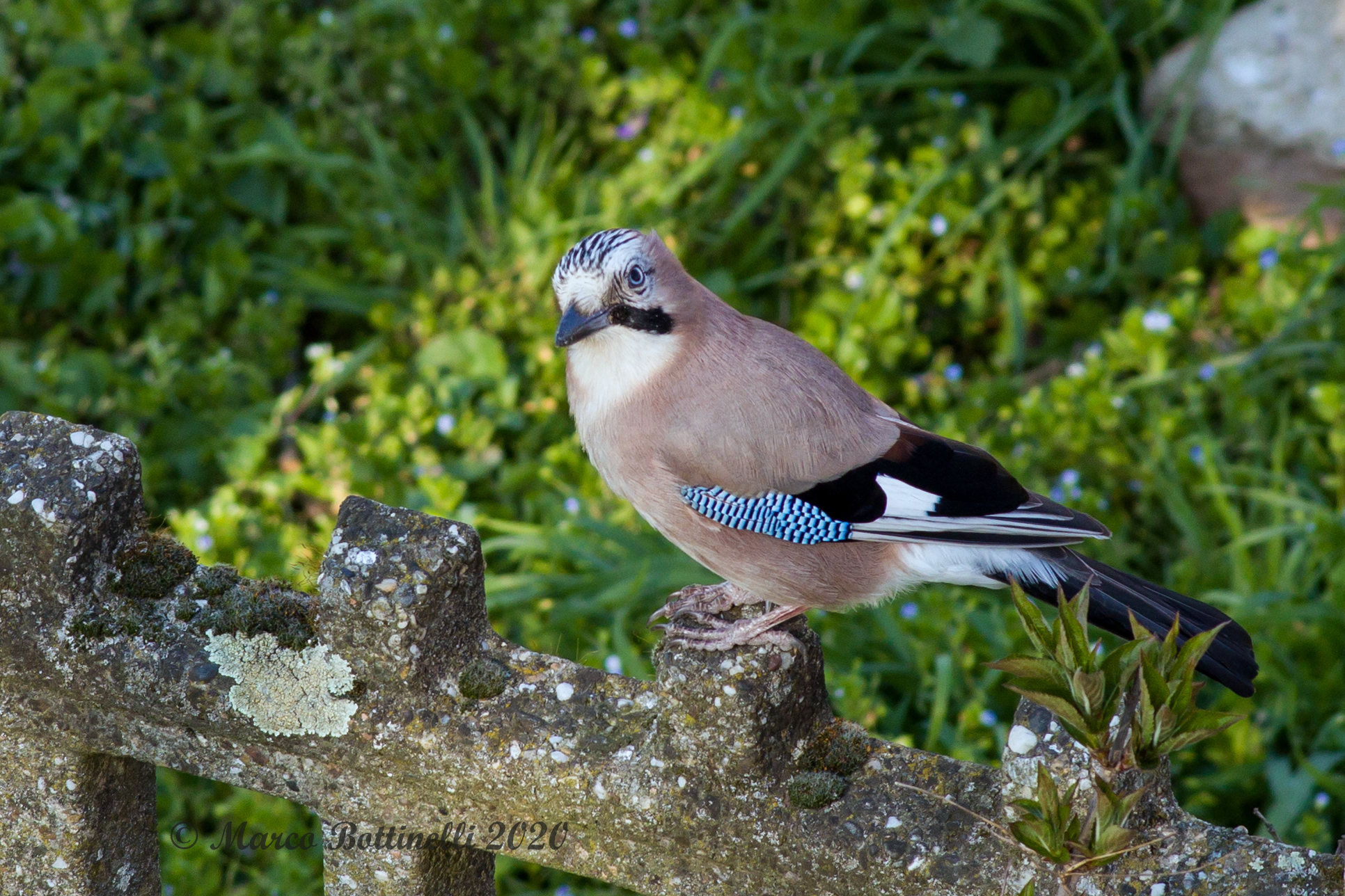 Jay