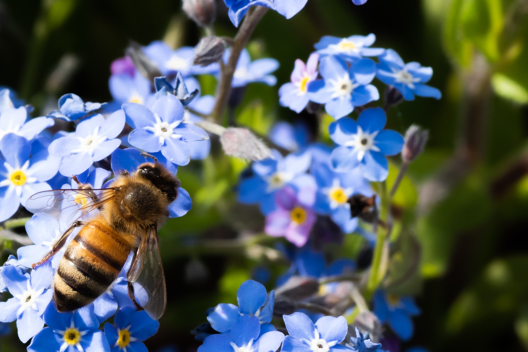 Ape su Non ti scordar di me