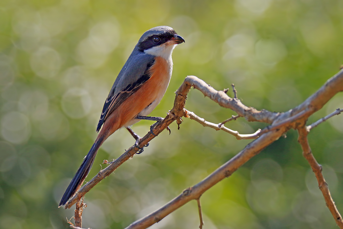 Have it back-to-back or Long-tailed