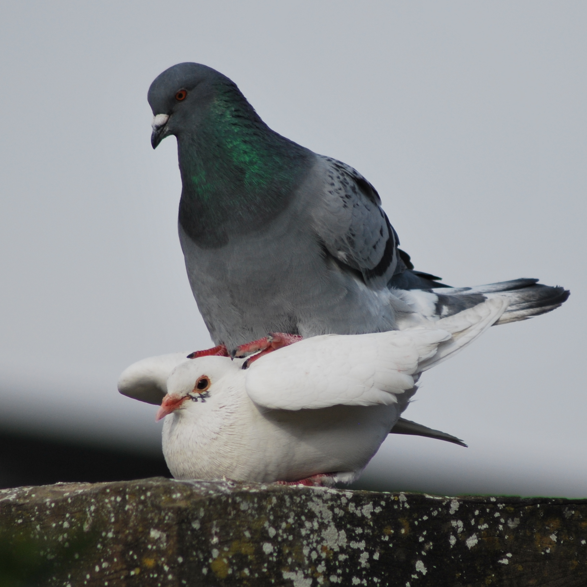 Piccione aggressivo...