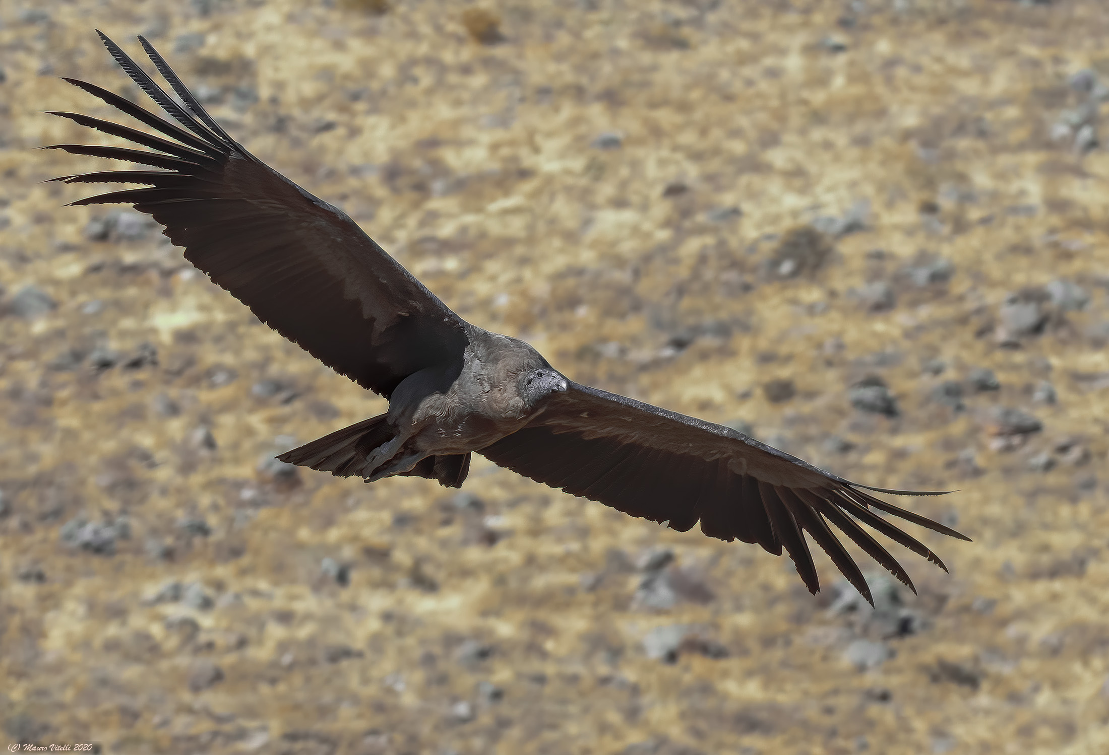 Young Condor Andino (Vultur gryphus)
