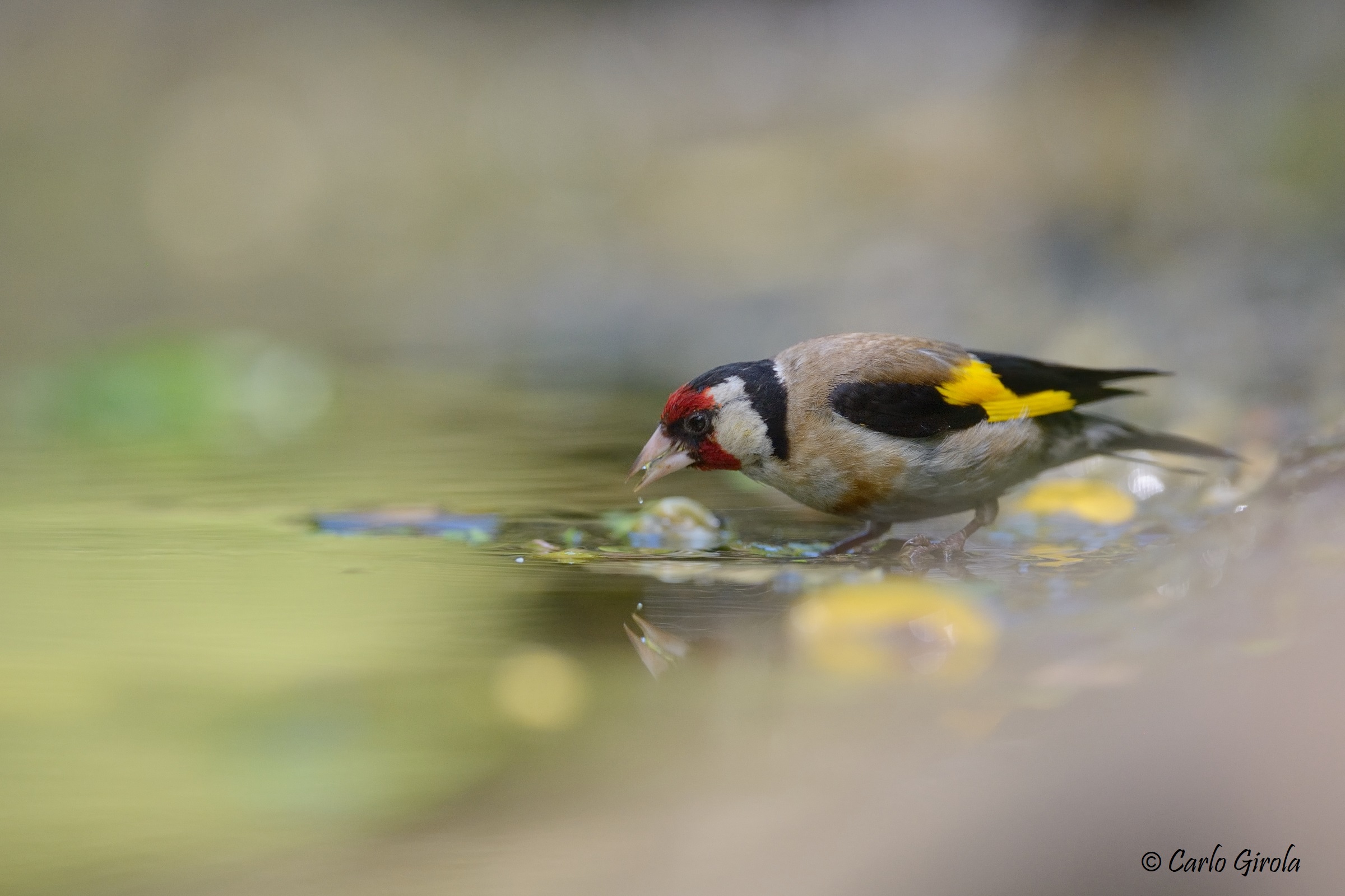 Cardellino (Carduelis carduelis)