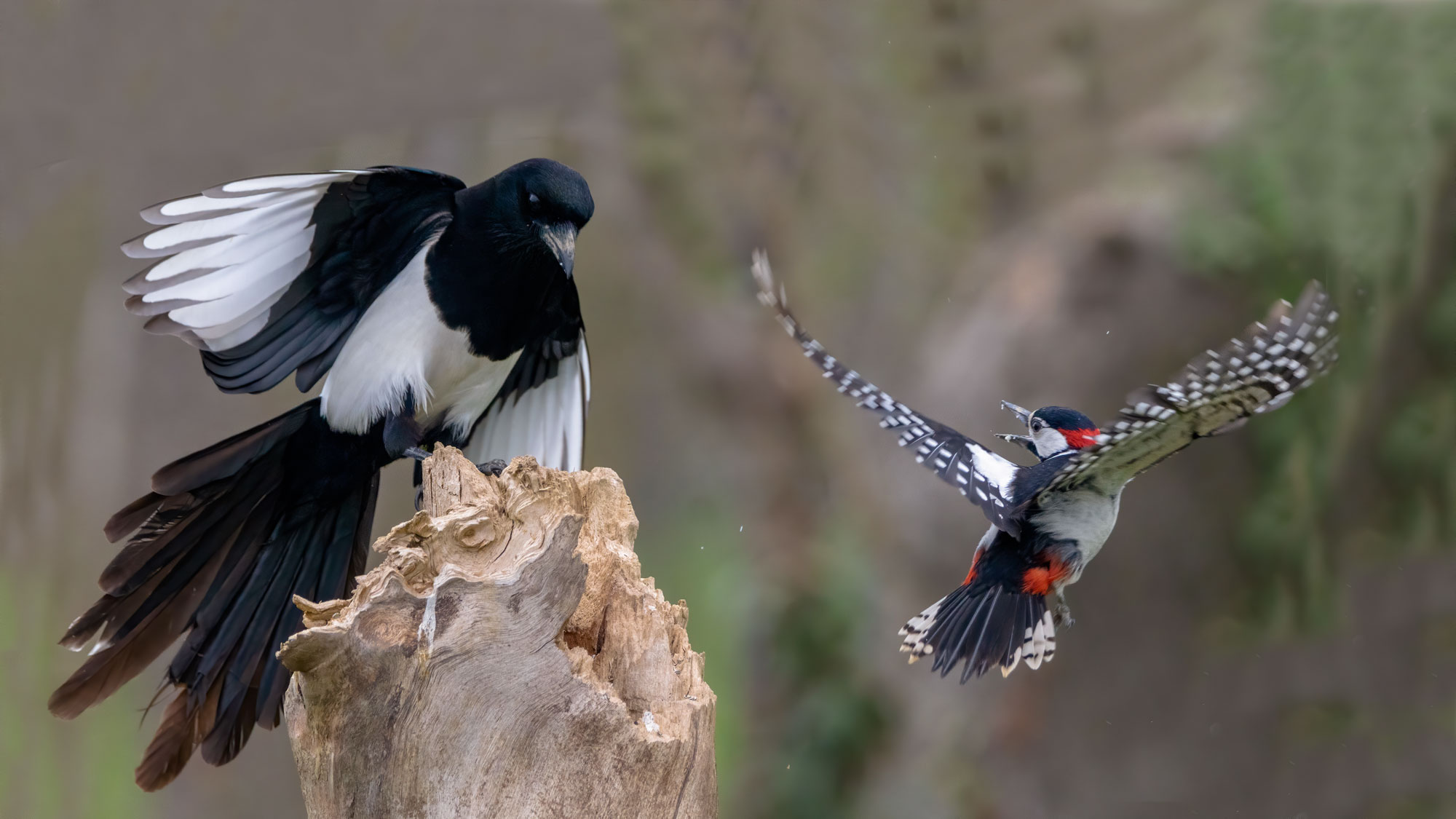 Gazza ladra e Picchio Rosso