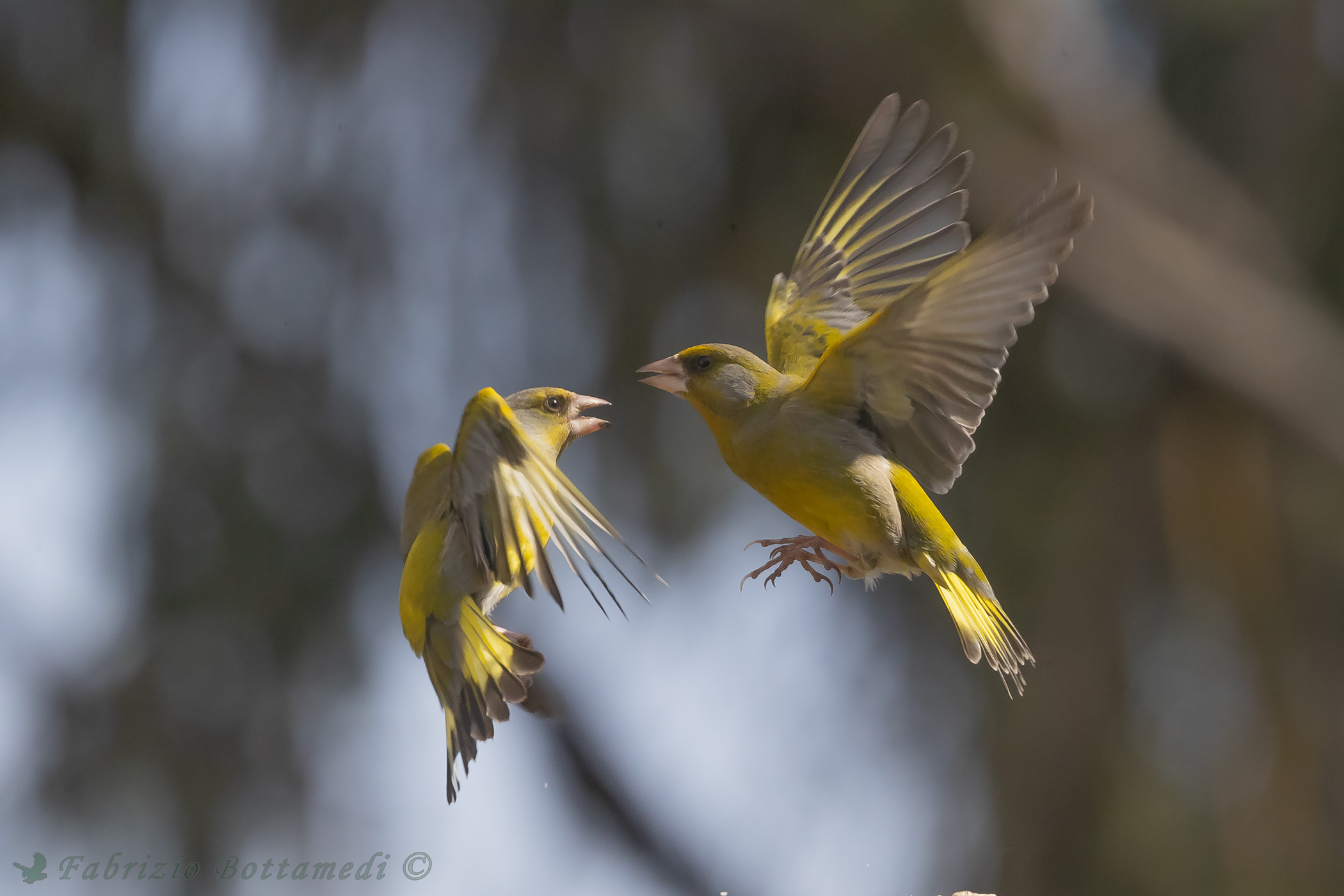 Verdoni in the garden