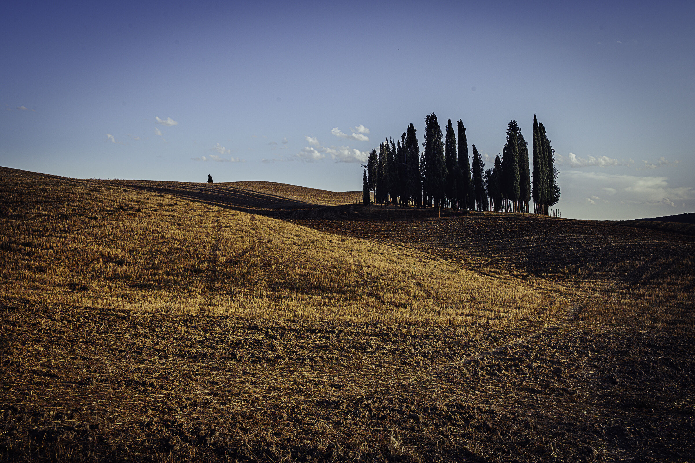 Val d'Orcia cypressins