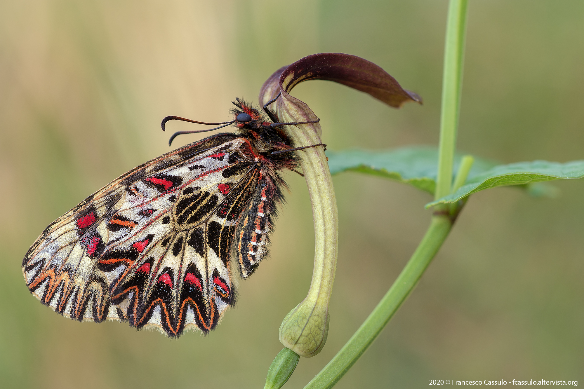 Zerynthia polyxena (Denis & Schiffermoller, 1775)