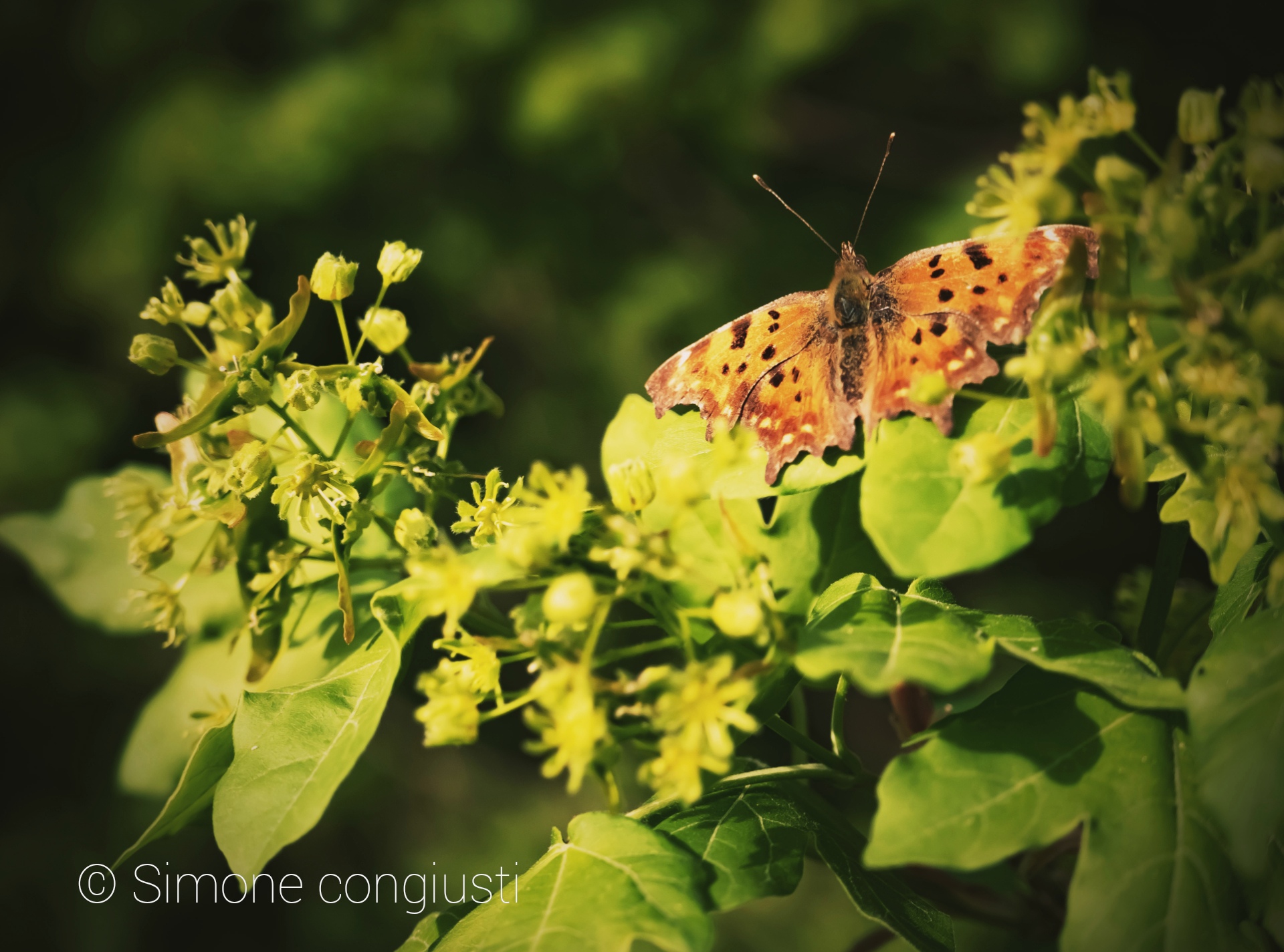 Abbronzatura pomeridiana