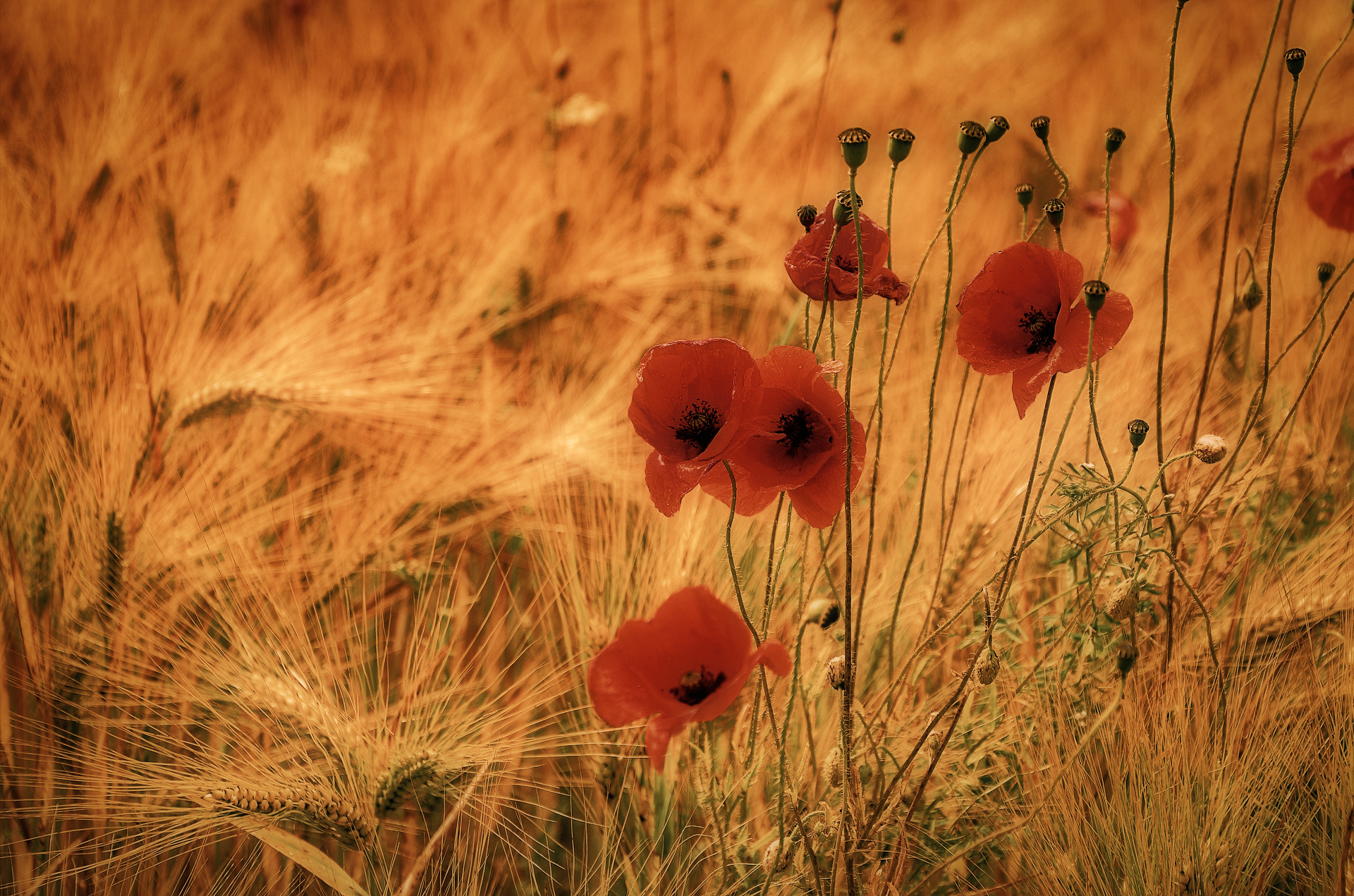 What do you know about a cornfield..........