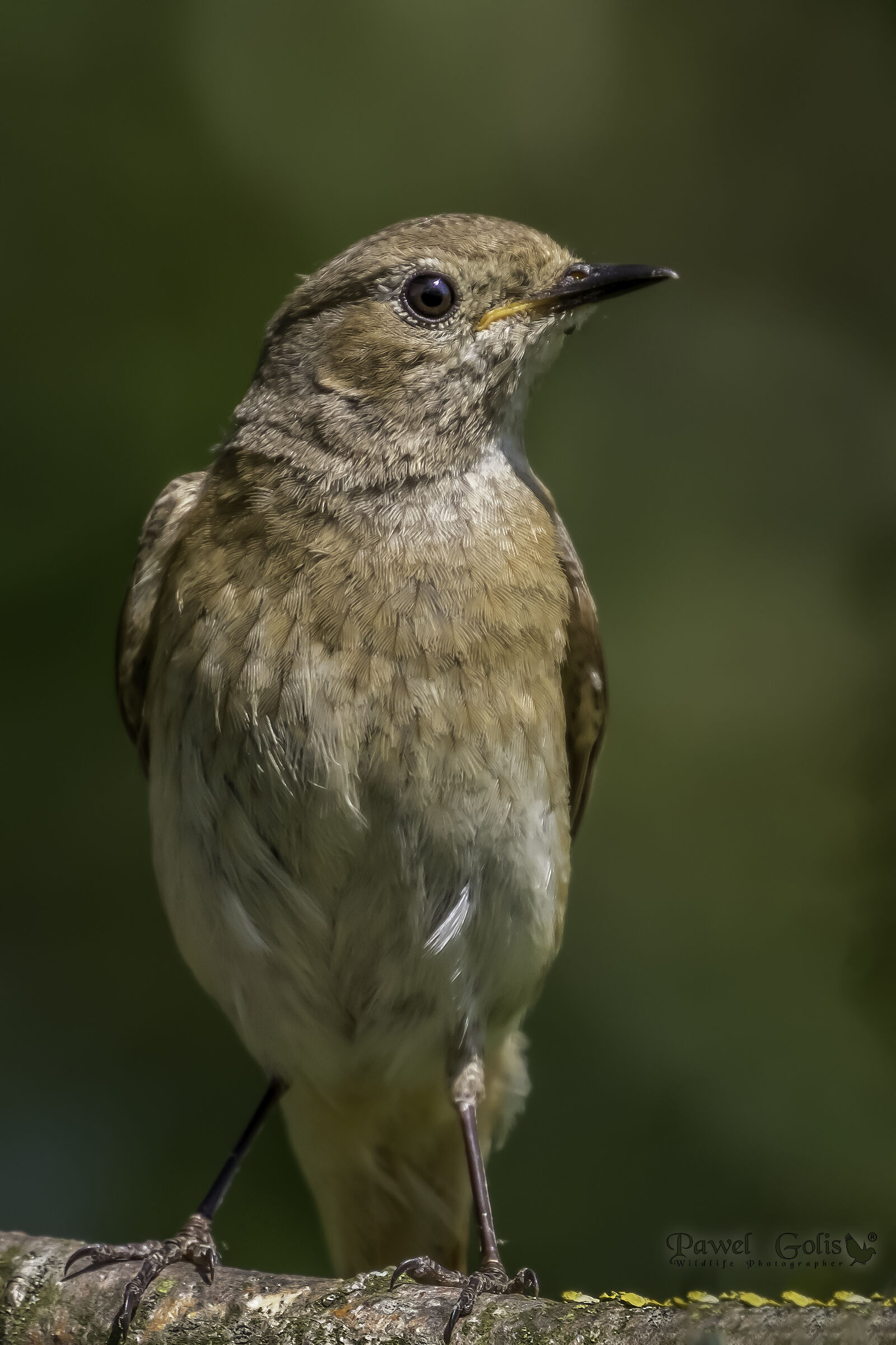 Rosso comune (Phoenicurus phoenicurus)