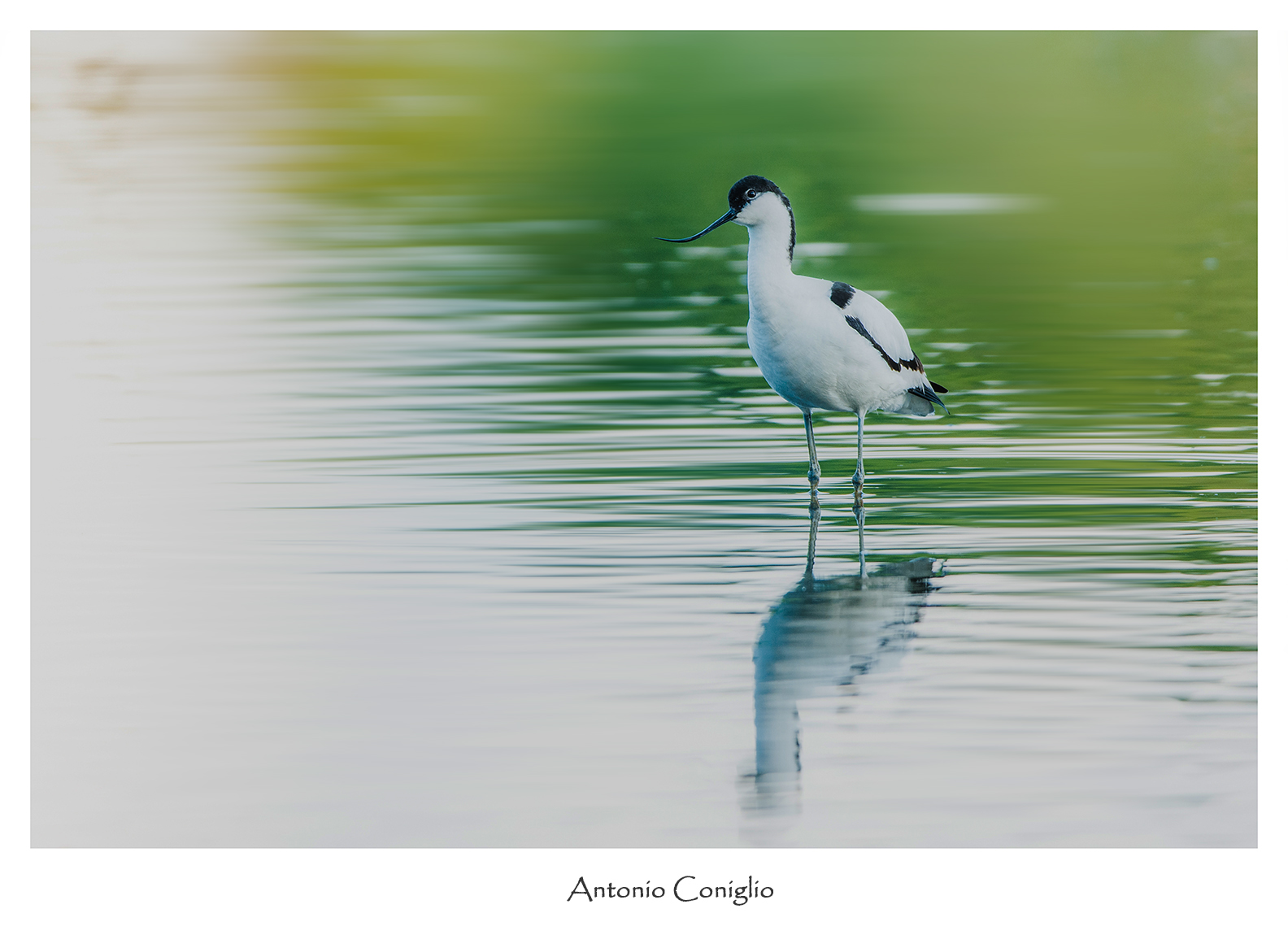 Avocetta