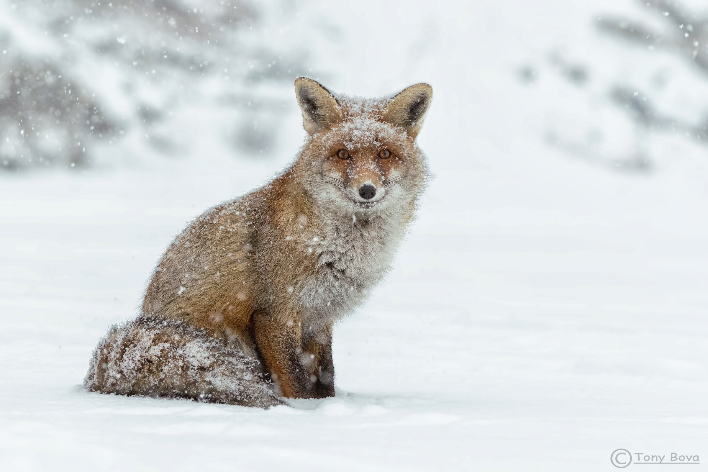 The Snow Fox ...