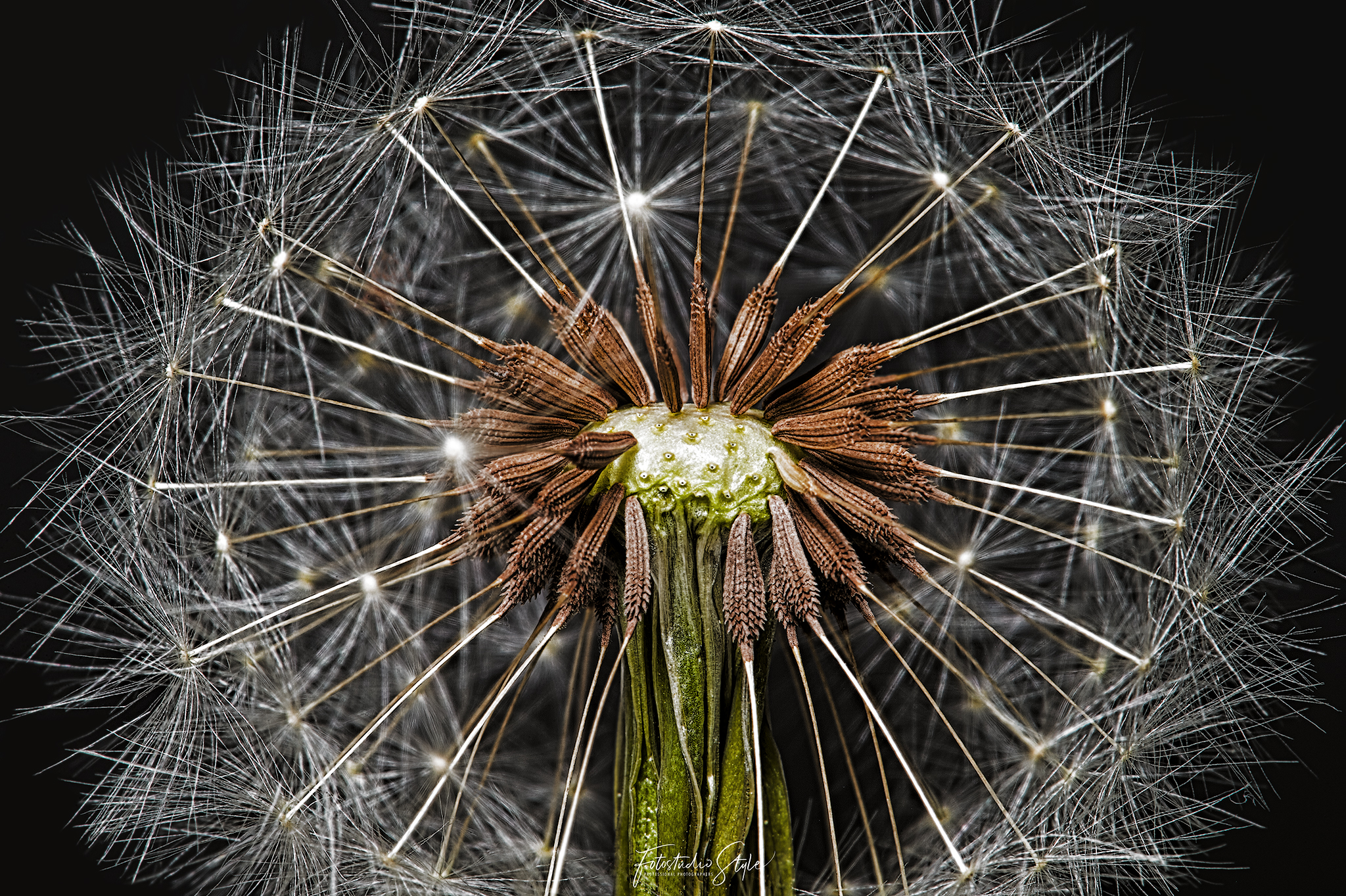 Tarassaco al suo ultimo stadio