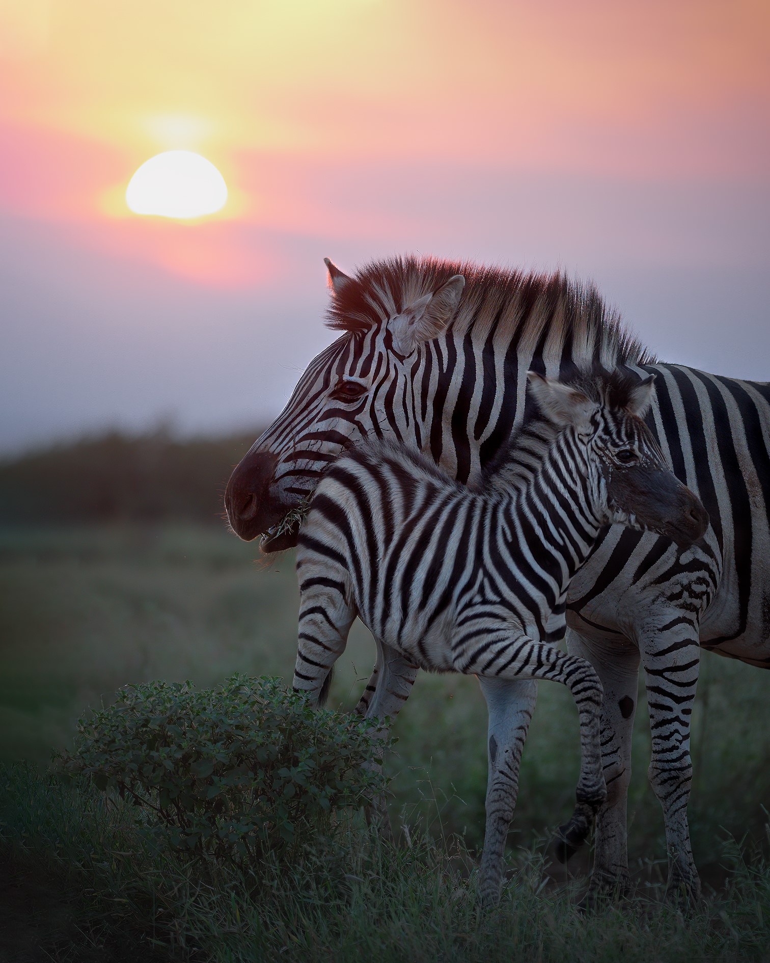 Tenderness at sunset