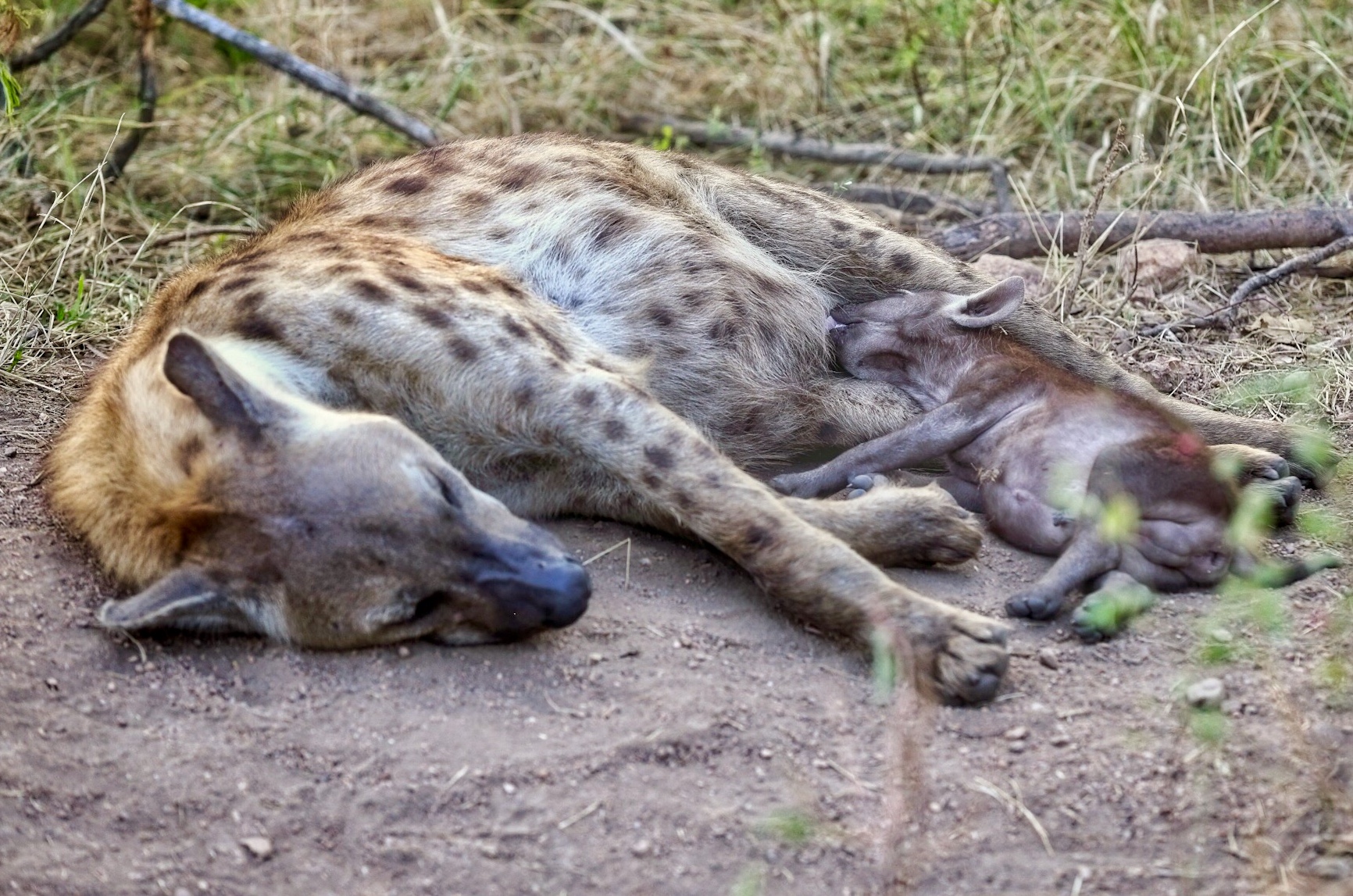 Hyena