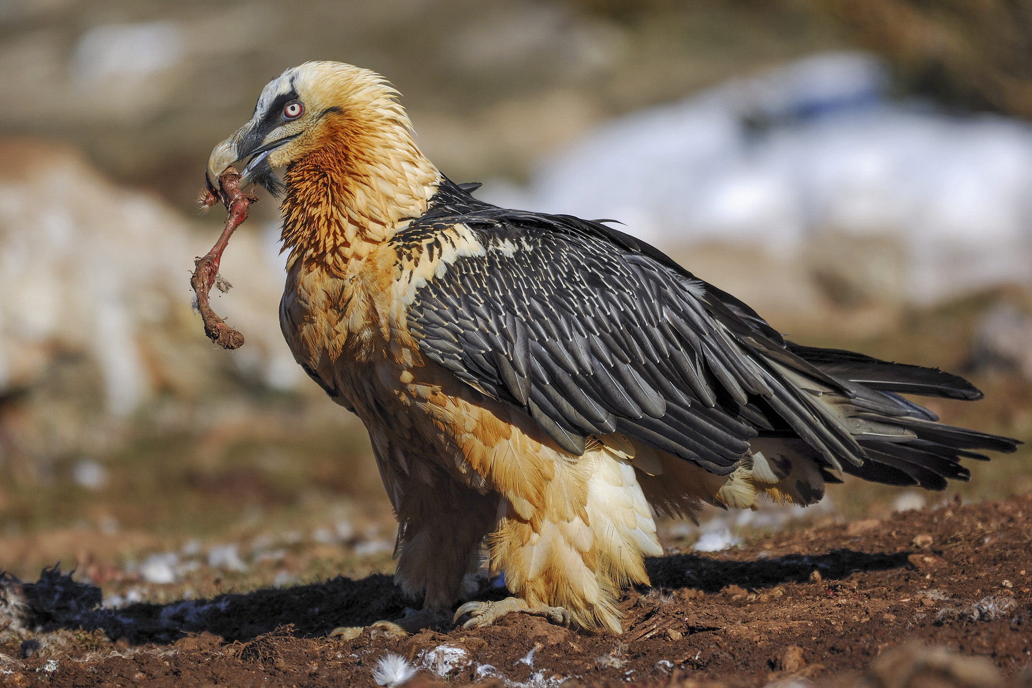 gypaetus barbatus