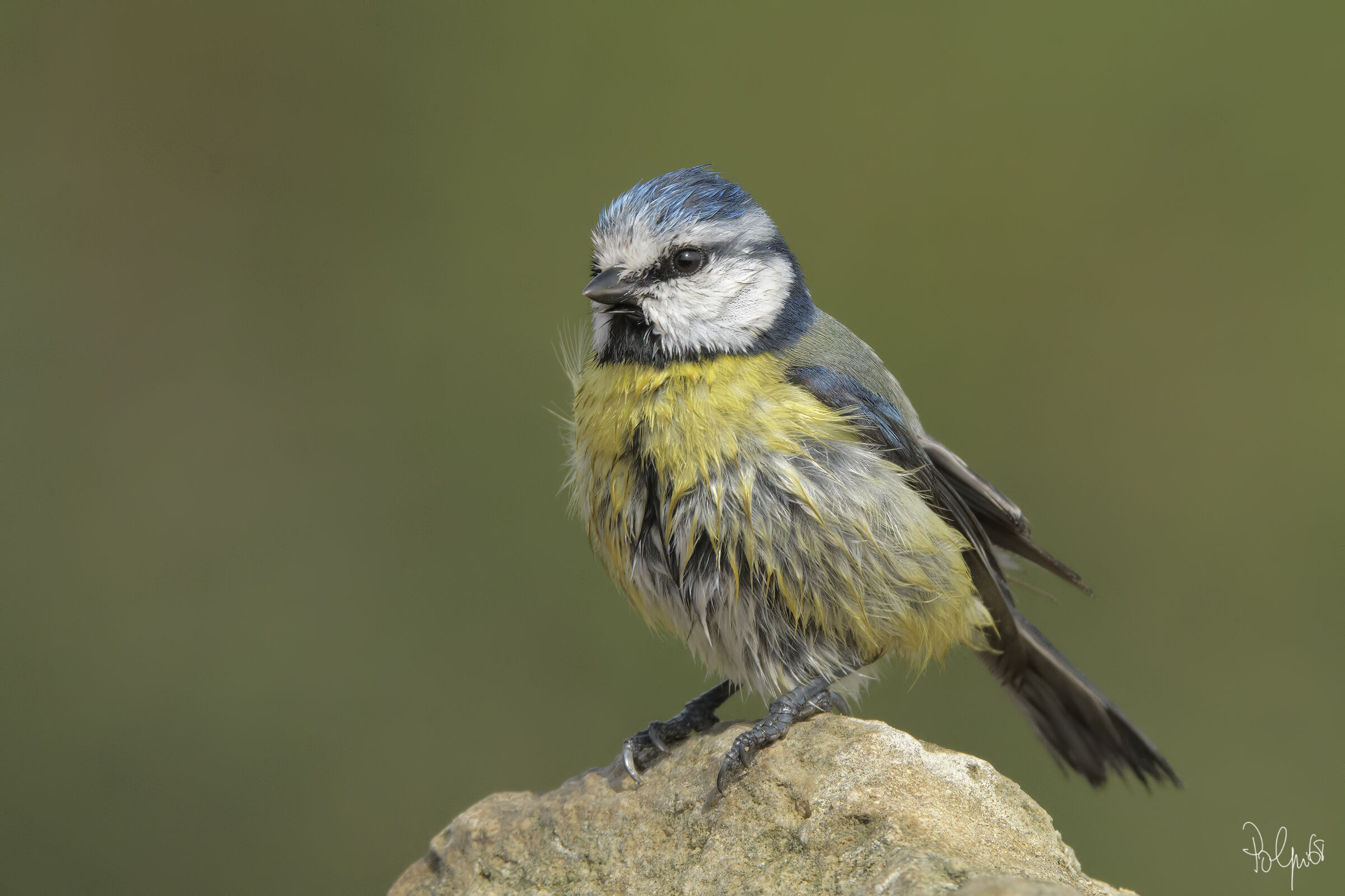 After the morning bath