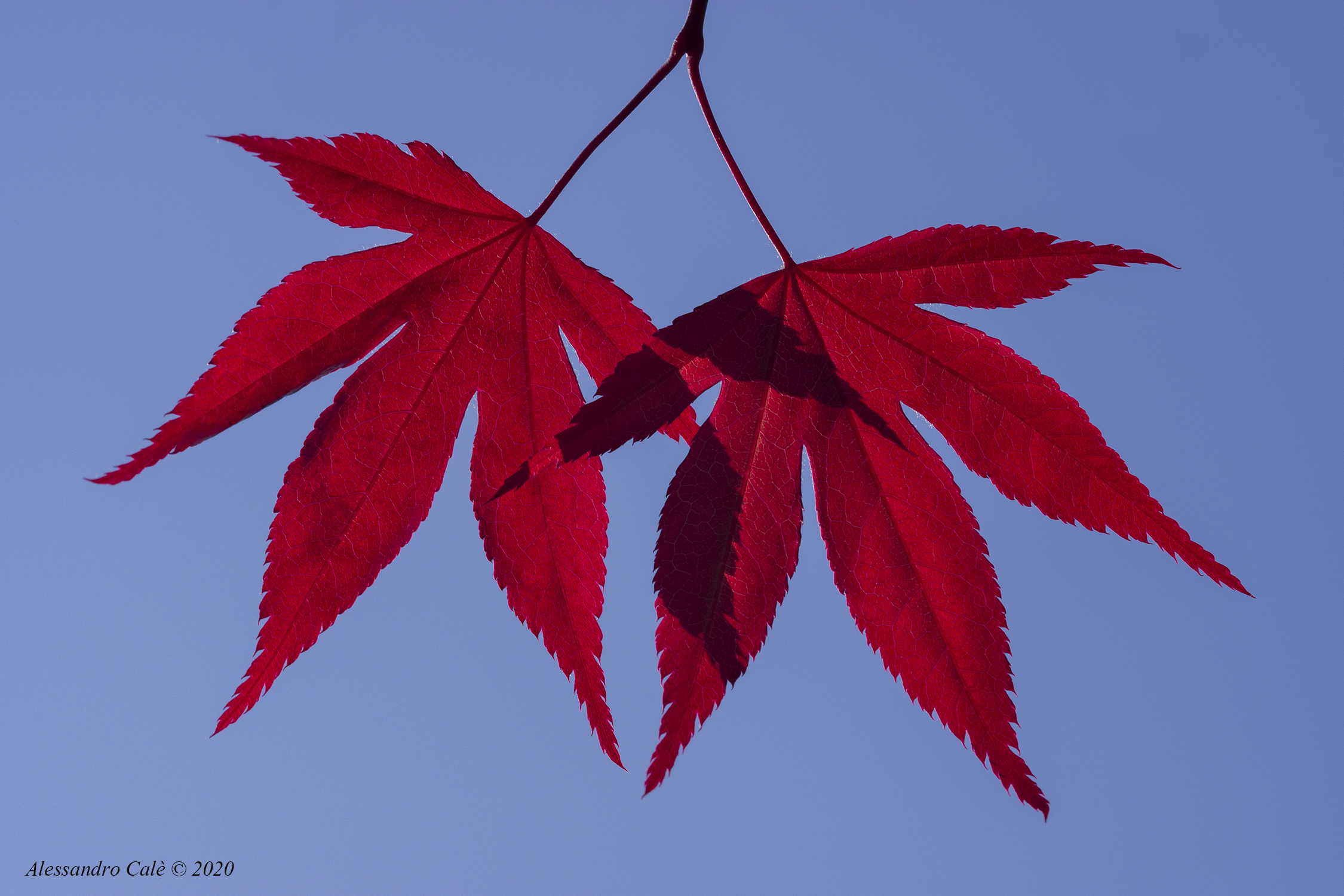 Le foglie nuove del mio acero 5175