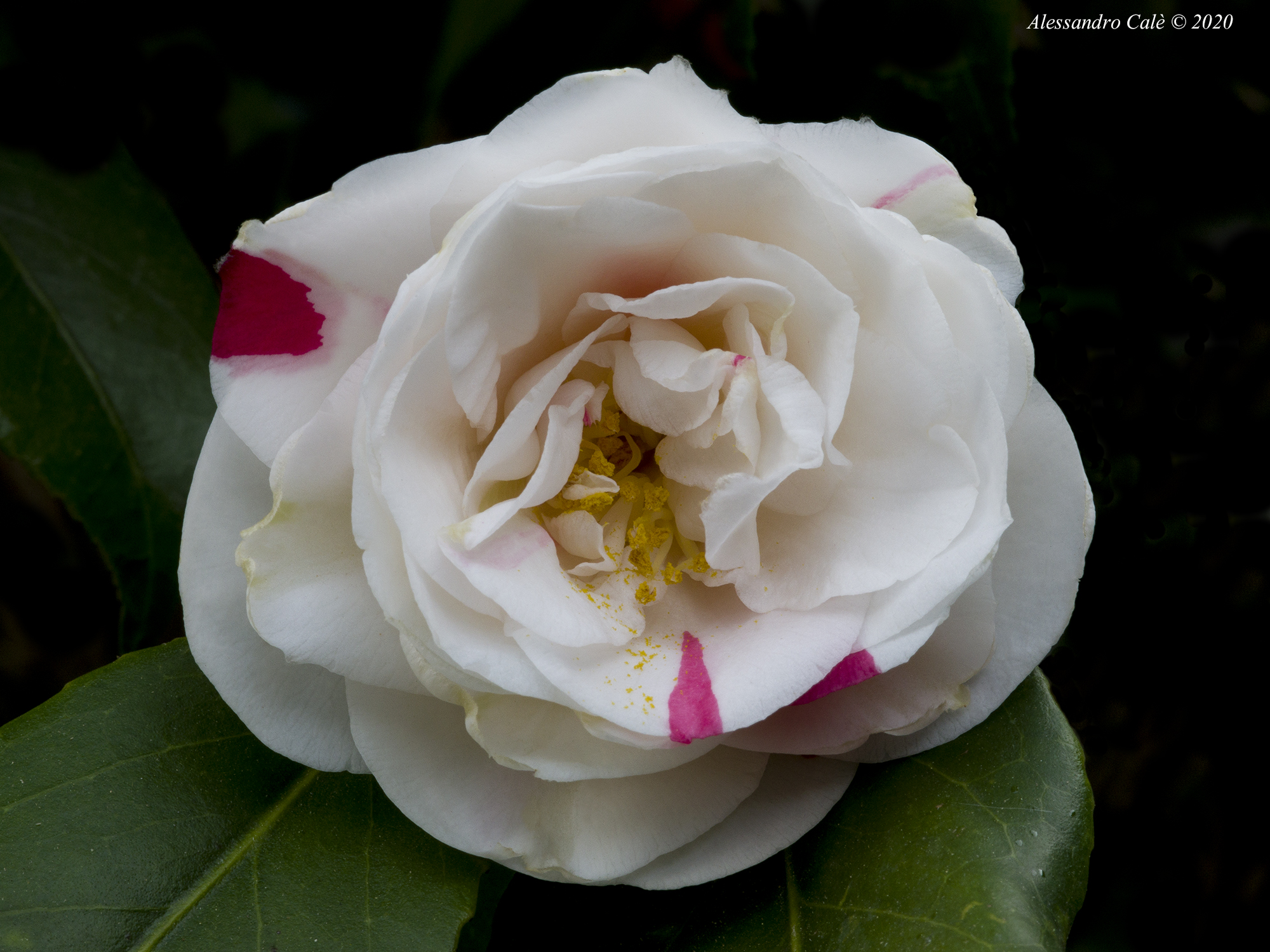 Camelia 5234