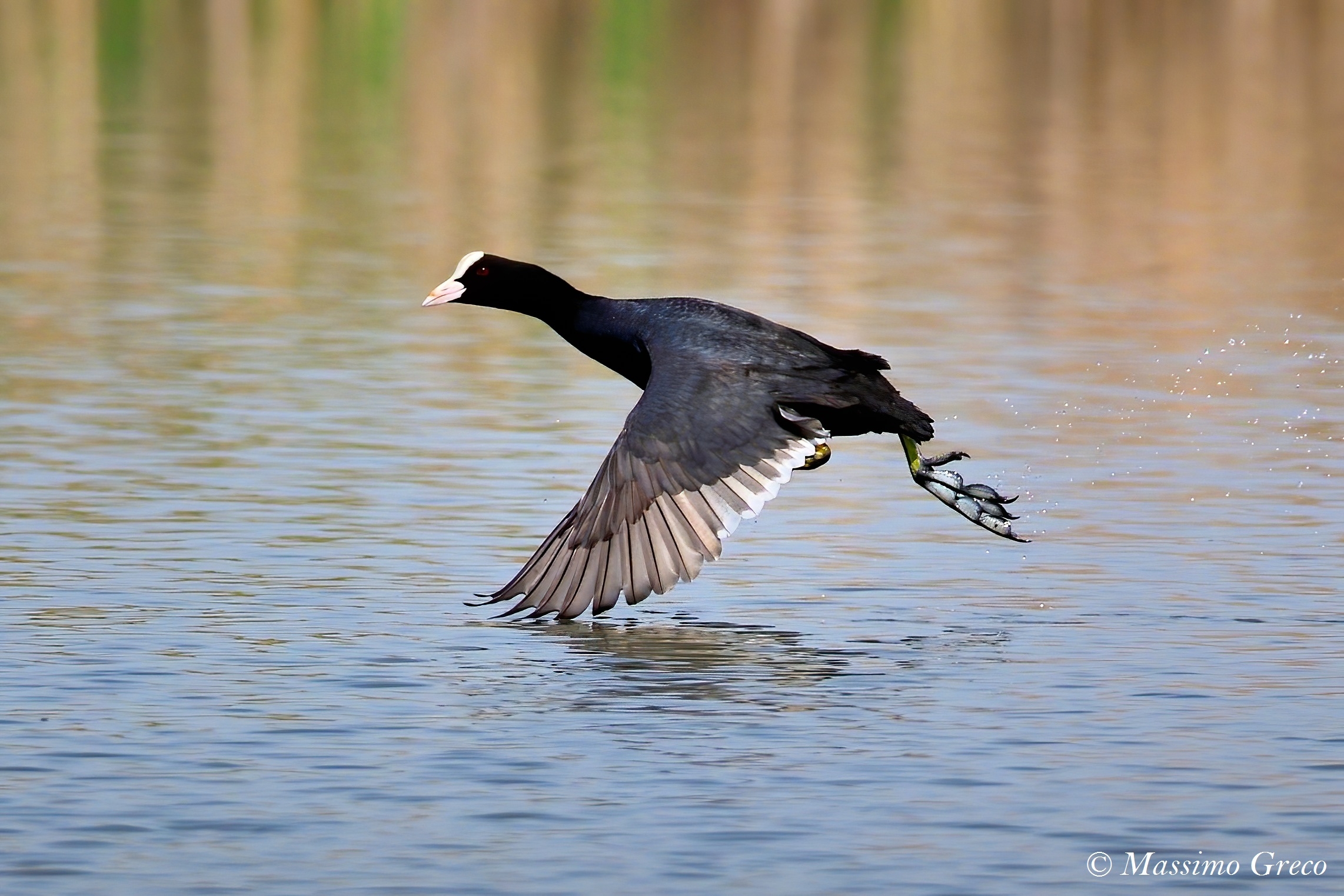 Flying Coot