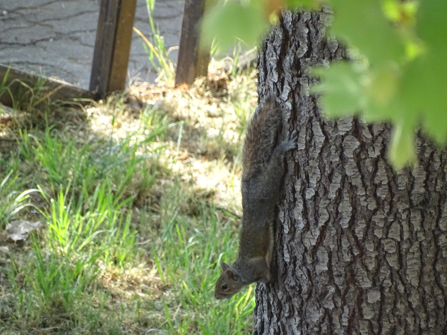 squirrel in 40ena.