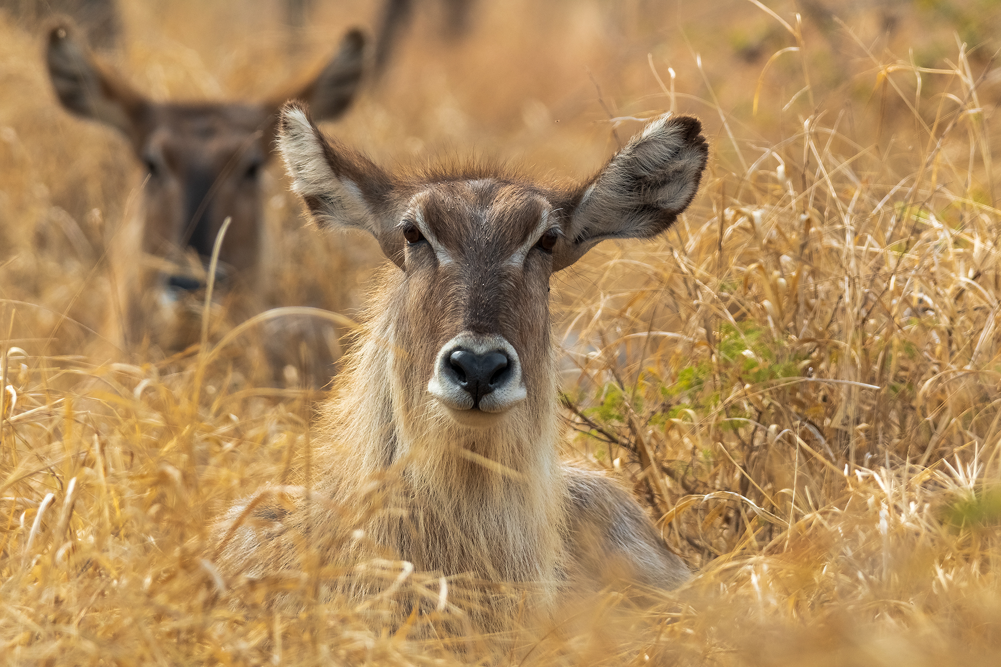 Waterbuck